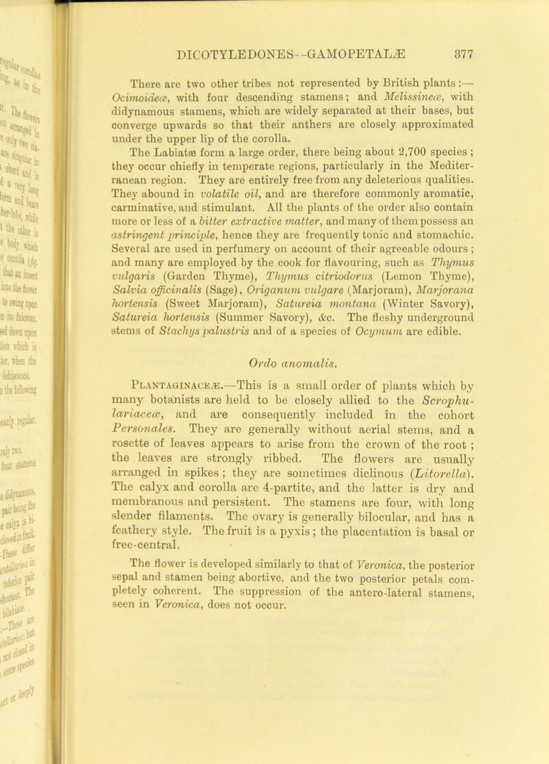 There are two other tribes not represented by British plants Ocimoidea, with four descending stamens; and Melissinece, with didynamous stamens, which are widely separated at their bases, but converge upwards so that their anthers are closely approximated under the upper lip of the corolla. The Labiatfe form a large order, there being about 2,700 species ; they occur chiefly in temperate regions, particularly in the Mediter- ranean region. They are entirely free from any deleterious qualities. They abound in volatile oil, and are therefore commonly aromatic, carminative, and stimulant. All the plants of the order also contain more or less of a bitter extractive matter, and many of them possess an astringent principle, hence they are frequently tonic and stomachic. Several are used in perfumery on account of their agreeable odours ; and many are employed by the cook for flavouring, such as Thymus vulgaris (Garden Thyme), Thymus citrioclorus (Lemon Thyme), Salvia officinalis (Sage), Origanum vulgare (Marjoram), Marjorana hortensis (Sweet Marjoram), Saturcia montana (Winter Savory), Satureia hortensis (Summer Savory), Ac. The fleshy underground stems of Stachys palustris and of a species of Ocymum are edible. Ordo anomalis. PlantaginacE/E.—This is a small order of plants which by many botanists are held to be closely allied to the Scrophu- lariacece, and are consequently included in the cohort Personates. They are generally without aerial stems, and a rosette of leaves appears to arise from the crown of the root ; the leaves are strongly ribbed. The flowers are usually arranged in spikes ; they are sometimes diclinous (Litorella,). The calyx and corolla are 4-partite, and the latter is dry and membranous and persistent. The stamens are four, with long slender filaments. The ovary is generally bilocular, and has a feathery style. The fruit is a pyxis ; the placentation is basal or free-central, The flower is developed similarly to that of Veronica, the posterior sepal and stamen being abortive, and the two posterior petals com- pletely coherent. The suppression of the antero-lateral stamens, seen in Veronica, does not occur.