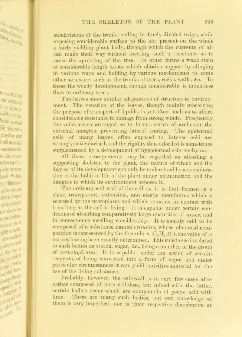 subdivisions of the trunk, ending in finely divided twigs, while exposing considerable surface to the air, present on the whole a fairly yielding plant body, through which the currents of air can make their way without meeting such a resistance as to cause the uprooting of the tree. In other forms a weak stem of considerable length exists, which obtains support by clinging in various ways and holding by various mechanisms to some other structure, such as the trunks of trees, rocks, walls, &c. In these the woody development, though considerable, is much less than in ordinary trees. The leaves show similar adaptations of structure to environ- ment. The venation of the leaves, though mainly subserving the purpose of transport of liquids, is yet often such as to afford considerable resistance to damage from strong winds. Frequently the veins are so arranged as to form a series of arches on the external margins, preventing lateral tearing. The epidermal cells of many leaves often exposed to intense cold are strongly cuticularised, and the rigidity thus afforded is sometimes supplemented by a development of hypodermal sclerenchyma. All these arrangements may be regarded as affording a supporting skeleton to the plant, the nature of which and the degree of its development can only be understood by a considera- tion of the habit of life of the plant under examination and the dangers to which its environment exposes it. The ordinary cell-wall of the cell as it is first formed is a clear, transparent, extensible, and elastic membrane, which is secreted by the protoplasm and which remains in contact with it so long as the cell is living. It is capable under certain con- ditions of absorbing comparatively large quantities of water, and in consequence swelling considerably. It is usually said to be composed of a substance named cellulose, whose chemical com- position is represented by the formula n (C(1H,0O5), the value of n not yet having been exactly determined. This substance is related to such bodies as starch, sugar, &c., being a member of the group of carbohydrates. It is capable, under the action of certain reagents, of being converted into a form of sugar, and under particular circumstances it can yield nutritive material for the use of the living substance. Probably, however, the cell-wall is in very few cases alto- gether composed of pure cellulose, but mixed with the latter, certain bodies occur which are compounds of pectic acid with lime. There are many such bodies, but our knowledge of them is very imperfect, nor is their respective distribution at