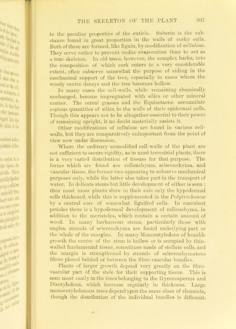 to the peculiar properties of the cuticle. Suberin is the sub- stance found in great proportion in the walls of corky cells. Both of these are formed, like lignin, by modification of cellulose. They serve rather to prevent undue evaporation than to act as a true skeleton. In old trees, however, the complex barks, into the composition of which cork enters to a very considerable extent, often subserve somewhat the purpose of aiding in the mechanical support of the tree, especially in cases where the woody centre decays and the tree becomes hollow. In many cases the cell-walls, while remaining chemically unchanged, become impregnated with silica or other mineral matter. The cereal grasses and the Equisetacete accumulate copious quantities of silica in the walls of their epidermal cells. Though this appears not to be altogether essential to their power of remaining upright, it no doubt materially assists it. Other modifications of cellulose are found in various cell- walls, but they are comparatively unimportant from the point of view now under discussion. Where the ordinary unmodified cell-walls of the plant are not sufficient to secure rigidity, as in most terrestrial plants, there is a very varied distribution of tissues for that purpose. The forms which are found are collencliyma, sclerenchyma, and vascular tissue, the former two appearing to subserve mechanical purposes only, while the latter also takes part in the transport of water. In delicate stems but little development of either is seen ; thus most moss plants show in their axis only the hypodermal cells thickened, while this is supplemented in the Polytricliacece by a central core of somewhat lignified cells. In succulent petioles there is a hypodermal development of collencliyma, in addition to the meristeles, which contain a certain amount of wood. In many herbaceous stems, particularly those with angles, strands of sclerenchyma are found underlying part or the whole of the margins. In many Monocotyledons of humble growth the centre of the stem is hollow or is occupied by thin- walled fundamental tissue, sometimes made of stellate cells, and the margin is strengthened by strands of sclerenchymatous fibres placed behind or between the fibro-vascular bundles. Plants of larger growth depend very greatly on the fibro- vascular paid of the stele for their supporting tissue. This is seen most easily in the trees belonging to the Gymnosperms and Dicotyledons, which increase regularly in thickness. Large monocotyledonous trees depend upon the same class of elements, though the distribution of the individual bundles is different.