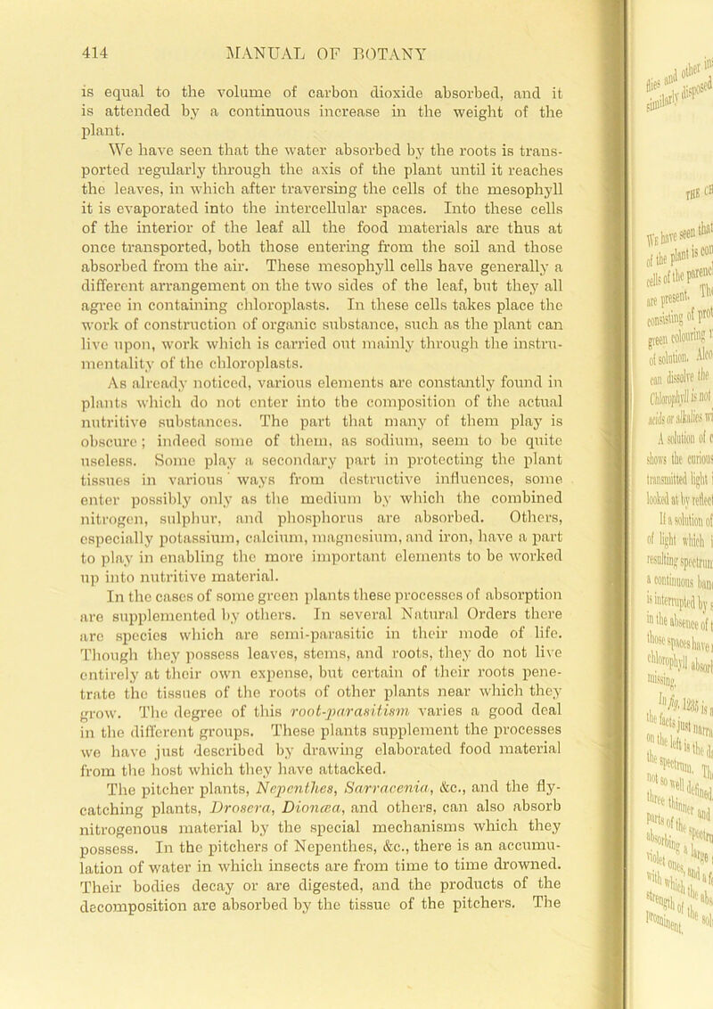 is equal to the volume of carbon dioxide absorbed, and it is attended by a continuous increase in the weight of the plant. We have seen that the water absorbed by the roots is trans- ported regularly through the axis of the plant until it reaches the leaves, in which after traversing the cells of the mesophyll it is evaporated into the intercellular spaces. Into these cells of the interior of the leaf all the food materials are thus at once transported, both those entering from the soil and those absorbed from the air. These mesophyll cells have generally a different arrangement on the two sides of the leaf, but they all agree in containing chloroplasts. In these cells takes place the work of construction of organic substance, such as the plant can live upon, work which is carried out mainly through the instru- mentality of the chloroplasts. As already noticed, various elements are constantly found in plants which do not enter into the composition of the actual nutritive substances. The part that many of them play is obscure; indeed some of them, as sodium, seem to be quite useless. Some play a secondary part in protecting the plant tissues in various ways from destructive influences, some enter possibly only as the medium by which the combined nitrogen, sulphur, and phosphorus are absorbed. Others, especially potassium, calcium, magnesium, and iron, have a part to play in enabling the more important elements to be worked up into nutritive material. In the cases of some green plants these processes of absorption are supplemented by others. In several Natural Orders there are species which ai’e semi-parasitic in their mode of life. Though they possess leaves, stems, and roots, they do not live entirely at their own expense, but certain of their roots pene- trate the tissues of the roots of other plants near which they grow. The degree of this root-parasitism varies a good deal in the different groups. These plants supplement the processes we have just described by drawing elaborated food material from the host which they have attacked. The pitcher plants, Nepenthes, Sarracenia, &c., and the fly- catching plants, Drosera, Dioncea, and others, can also absorb nitrogenous material by the special mechanisms which they possess. In the pitchers of Nepenthes, &c., there is an accumu- lation of water in which insects are from time to time drowned. Their bodies decay or are digested, and the products of the decomposition are absorbed by the tissue of the pitchers. The