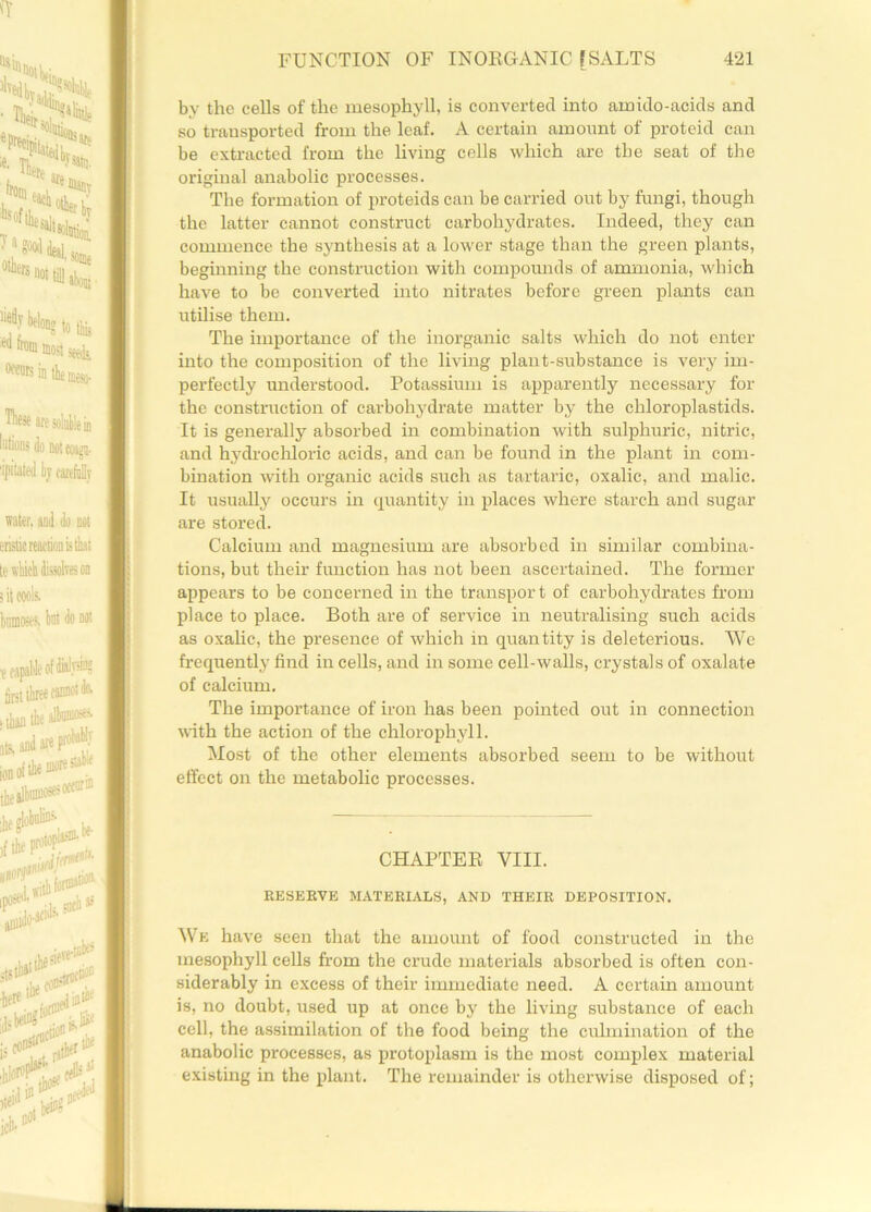 by the cells of the mesophyll, is converted into ainido-acids and so transported from the leaf. A certain amount of proteid can be extracted from the living cells which are the seat of the original anabolic processes. The formation of proteids can be carried out by fungi, though the latter cannot construct carbohydrates. Indeed, they can commence the synthesis at a lower stage than the green plants, beginning the construction with compounds of ammonia, which have to be converted into nitrates before green plants can utilise them. The importance of the inorganic salts which do not enter into the composition of the living plant-substance is very im- perfectly understood. Potassium is apparently necessary for the construction of carbohydrate matter by the chloroplastids. It is generally absorbed in combination with sulphuric, nitric, and hydrochloric acids, and can be found in the plant in com- bination with organic acids such as tartaric, oxalic, and malic. It usually occurs in quantity in places where starch and sugar are stored. Calcium and magnesium are absorbed in similar combina- tions, but their function has not been ascertained. The former appears to be concerned in the transport of carbohydrates from place to place. Both are of service in neutralising such acids as oxalic, the presence of which in quantity is deleterious. We frequently find in cells, and in some cell-walls, crystals of oxalate of calcium. The importance of iron has been pointed out in connection with the action of the chlorophyll. Most of the other elements absorbed seem to be without effect on the metabolic processes. CHAPTER VIII. RESERVE MATERIALS, AND THEIR DEPOSITION. We have seen that the amount of food constructed in the mesophyll cells from the crude materials absorbed is often con- siderably in excess of their immediate need. A certain amount is, no doubt, used up at once by the living substance of each cell, the assimilation of the food being the culmination of the anabolic processes, as protoplasm is the most complex material existing in the plant. The remainder is otherwise disposed of;