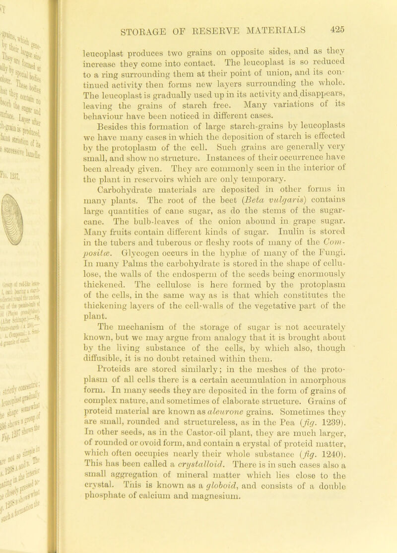 leucoplast produces two grains on opposite sides, and as they increase they come into contact. The leucoplast is so reduced to a ring surrounding them at their point of union, and its con- tinued activity then forms new layers surrounding the whole. The leucoplast is gradually used up in its activity and disappears, leaving the grains of starch free. Many variations of its behaviour have been noticed in different cases. Besides this formation of large starch-grains by leucoplasts we have many cases in which the deposition of starch is effected by the protoplasm of the cell. Such grains are generally very small, and show no structure. Instances of their occurrence have been already given. They are commonly seen in the interior of the plant in reservoirs which are only temporary. Carbohydrate materials are deposited in other forms in many plants. The root of the beet (Beta vulgaris) contains large quantities of cane sugar, as do the stems of the sugar- cane. The bulb-leaves of the onion abound in grape sugar. Many fruits contain different kinds of sugar. Inulin is stored in the tubers and tuberous or fleshy roots of many of the Com- posite. Glycogen occurs in the liyplne of many of the Fungi. In many Palms the carbohydrate is stored in the shape of cellu- lose, the walls of the endosperm of the seeds being enormously thickened. The cellulose is here formed by the protoplasm of the cells, in the same way as is that which constitutes the thickening layers of the cell-walls of the vegetative part of the plant. The mechanism of the storage of sugar is not accurately known, but we may argue from analogy that it is brought about by the living substance of the cells, by which also, though diffusible, it is no doubt retained within them. Proteids are stored similarly; in the meshes of the proto- plasm of all cells there is a certain accumulation in amorphous form. In many seeds they are deposited in the form of grains of complex nature, and sometimes of elaborate structure. Grains of proteid material are known as aleurone grains. Sometimes they are small, rounded and structureless, as in the Pea (fig. 1239). In other seeds, as in the Castor-oil plant, they are much larger, of rounded or ovoid form, and contain a crystal of proteid matter, which often occupies nearly their whole substance (fig. 1240). This has been called a crystalloid. There is in such cases also a small aggregation of mineral matter which lies close to the crystal. This is known as a globoid, and consists of a double phosphate of calcium and magnesium.