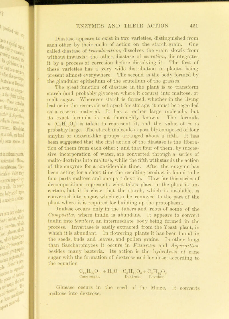 Diastase appears to exist in two varieties, distinguished from each other by their mode of action on the starch-grain. One called diastase of translocation, dissolves the grain slowly from without inwards; the other, diastase of secretion, disintegrates it by a process of corrosion before dissolving it. The first of these varieties has a very wide distribution in plants, being- present almost everywhere. The second is the body formed by the glandular epithelium of the scutellum of the grasses. The great function of diastase in the plant is to transform starch (and probably glycogen where it occurs) into maltose, or malt sugar. Wherever starch is formed, whether in the living leaf or in the reservoir set apart for storage, it must be regarded as a reserve material. It has a rather large molecule, but its exact formula is not thoroughly known. The formula n (C„H10O5) is taken to represent it, and the value of n is probably large. The starch molecule is possibly composed of four amylin or dextrin-like groups, arranged about a fifth. It has been suggested that the first action of the diastase is the libera- tion of them from each other ; and that four of them, by succes- sive incorporation of water, are converted through a series of malto-dextrins into maltose, while the fifth withstands the action of the enzyme for a considerable time. After the enzyme has been acting for a short time the resulting product is found to be four parts maltose and one part dextrin. How far this series of decompositions represents what takes place in the plant is un- certain, but it is clear that the starch, which is insoluble, is converted into sugar, which can be removed to the part of the plant where it is required for building up the protoplasm. Inulase occurs only in the tubers and roots of some of the Composites, where inulin is abundant. It appears to convert inulin into levulose, an intermediate body being formed in the process. Invertase is easily extracted from the Yeast plant, in which it is abundant. In flowering plants it has been found in the seeds, buds and leaves, and pollen grains. In other fungi than Saccharomyces it occurs in Fusarum and Aspergillus, besides many bacteria. Its action is the hydrolysis of cane sugar with the formation of dextrose and levulose, according to the equation C,,H,,0,, + H,0 = 0,^,0,. + C,.IT Cane sugar. Dextrose. Levulose. Glucaso occurs in the seed of the Maize, Tt converts maltose into dextrose.