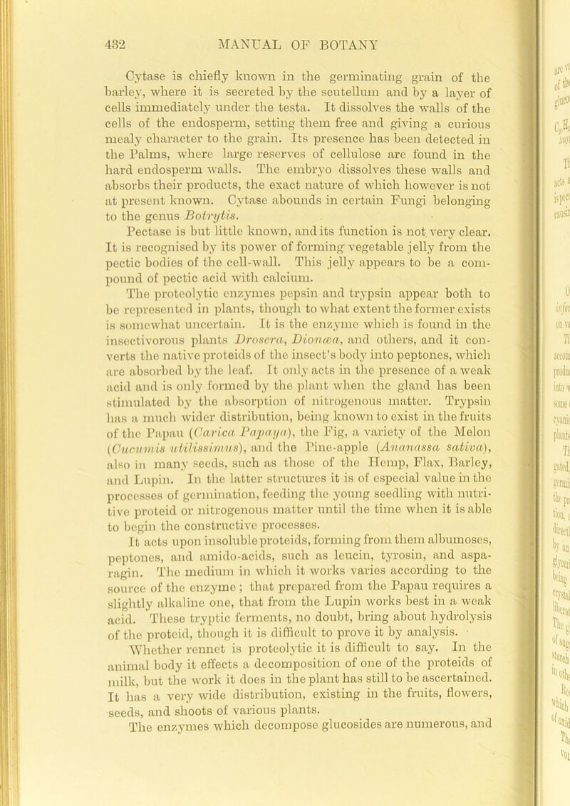 Cytase is chiefly known in the germinating grain of the barley, where it is secreted by the scutellum and by a layer of cells immediately under the testa. It dissolves the Avails of the cells of the endosperm, setting them free and giving a curious mealy character to the grain. Its presence has been detected in the Palms, where large reserves of cellulose are found in the hard endosperm Avails. The embryo dissolves these Avails and absorbs their products, the exact nature of Avhich however is not at present known. Cytase abounds in certain Fungi belonging to the genus Botrytis. Pectase is but little known, audits function is not very clear. It is recognised by its poAver of forming vegetable jelly from the pectic bodies of the cell-Avall. This jelly appears to be a com- pound of pectic acid with calcium. The proteolytic enzymes pepsin and trypsin appear both to be represented in plants, though to what extent the former exists is somewhat uncertain. It is the enzyme which is found in the insectivorous plants Drosera, Dioncea, and others, and it con- verts the native proteids of the insect’s body into peptones, which are absorbed by the leaf. It only acts in the presence of a Aveak acid and is only formed by the plant when the gland has been stimulated by the absorption of nitrogenous matter. Trypsin has a much Avider distribution, being known to exist in the fruits of the Papau (Carica Papaya), the Fig, a variety of the Melon iCticumis utili88vniU8), and the Pine-apple (Ananassa sativa), also in many seeds, such as those of the Hemp, Flax, Barley, and Lupin. In the latter structures it is of especial value in the processes of germination, feeding the young seedling Avith nutri- tive proteid or nitrogenous matter until the time when it is able to begin the constructive processes. It acts upon insoluble proteids, forming from them albumoses, peptones, and amido-acids, such as lcucin, tyrosin, and aspa- ragin. The medium in which it works varies according to the source of the enzyme ; that prepared from the Papau requires a slightly alkaline one, that from the Lupin works best in a weak acid. These tryptic ferments, no doubt, bring about hydrolysis of the proteid, though it is difficult to prove it by analysis. • Whether rennet is proteolytic it is difficult to say. In the animal body it effects a decomposition of one of the proteids of milk, but the Avork it does in the plant has still to be ascertained. It has a very Avide distribution, existing in the fruits, floAvers, seeds, and shoots of various plants. The enzymes which decompose glucosides are numerous, and