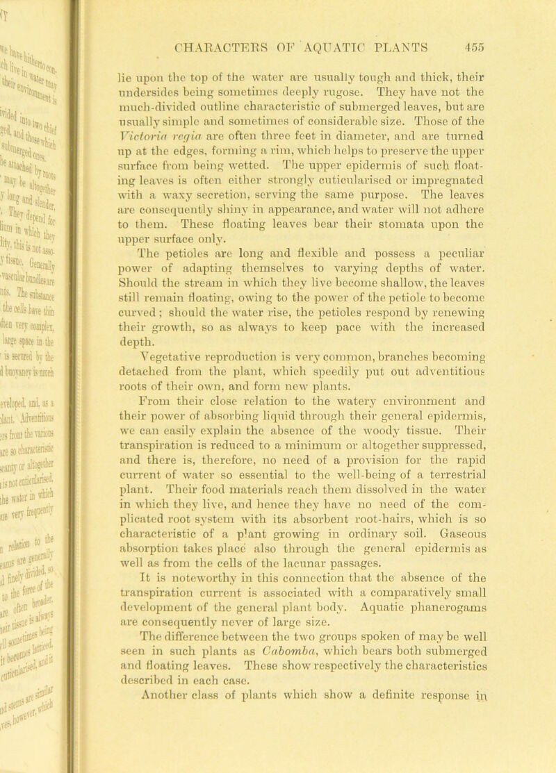 lie upon the top of the water are usually tough and thick, their undersides being sometimes deeply rugose. They have not the much-divided outline characteristic of submerged leaves, but are usually simple and sometimes of considerable size. Those of the Victoria rc(/ia are often three feet in diameter, and are turned up at the edges, forming a rim, which helps to preserve the upper surface from being wetted. The upper epidermis of such float- ing leaves is often either strongly cuticularised or impregnated with a waxy secretion, serving the same purpose. The leaves are consequently shiny in appearance, and water will not adhere to them. These floating leaves bear their stomata upon the upper surface only. The petioles are long and flexible and possess a peculiar power of adapting themselves to varying depths of water. Should the stream in which they live become shallow, the leaves still remain floating, owing to the power of the petiole to become curved ; should the water rise, the petioles respond by renewing their growth, so as always to keep pace with the increased depth. Vegetative reproduction is very common, branches becoming detached from the plant, which speedily put out adventitious roots of their own, and form new plants. From their close relation to the watery environment and their power of absorbing liquid through their general epidermis, we can easily explain the absence of the woody tissue. Their transpiration is reduced to a minimum or altogether suppressed, and there is, therefore, no need of a provision for the rapid current of water so essential to the well-being of a terrestrial plant. Their food materials reach them dissolved in the water in which they live, and hence they have no need of the com- plicated root system with its absorbent root-hairs, which is so characteristic of a plant growing in ordinary soil. Gaseous absorption takes place also through the general epidermis as well as from the cells of the lacunar passages. It is noteworthy in this connection that the absence of the transpiration current is associated with a comparatively small development of the general plant body. Aquatic phanerogams are consequently never of large size. The difference between the two groups spoken of may be well seen in such plants as Ca bomba , which bears both submerged and floating leaves. These show respectively the characteristics described in each case. Another class of plants which show a definite response in,