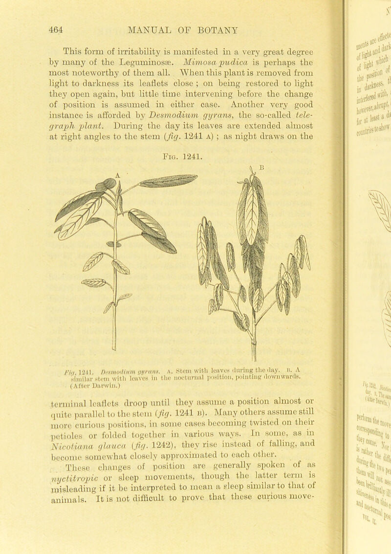 This form of irritability is manifested in a very great degree by many of the Leguminosse. Mimosa pudica is perhaps the most noteworthy of them all. When this plant is removed from light to darkness its leaflets close ; on being restored to light they open again, bnt little time intervening before the change of position is assumed in either case. Another very good instance is afforded by Desmodium gyrans, the so-called tele- graph plant. During the day its leaves are extended almost at right angles to the stem (fig. 1241 a) ; as night draws on the Fig. 1241. /■'hi jo.il Orsmut/itim i/yranf. a. Stem with leaves during the day. h. A similar stem with leaves in the nocturnal position, pointing downwards. (After Darwin.) terminal leaflets droop until they assume a position almost or quite parallel to the stem (fig. 1241 b). Many others assume still more curious positions, in some cases becoming twisted on their petioles or folded together in various ways. In some, as in Nicotiana glaucu (fig. 1242), they rise instead of falling, and become somewhat closely approximated to each other. These changes of position are generally spoken of as nyctitropic or sleep movements, though the latter term is misleading if it be interpreted to mean a sleep similar to that of animals. It is not difficult to prove that these curious move-