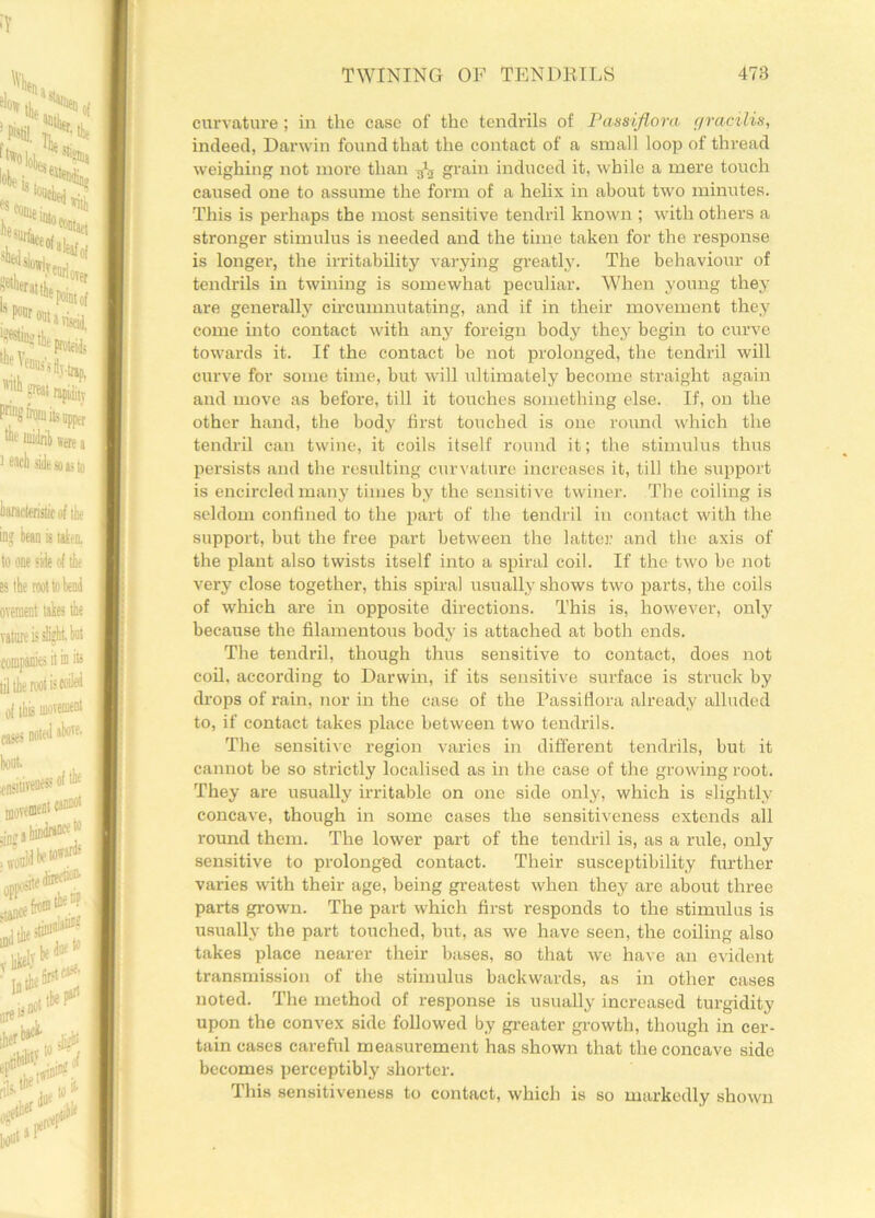 curvature; in the case of the tendrils of Passiflora gracilis, indeed, Darwin found that the contact of a small loop of thread weighing not more than g1., grain induced it, while a mere touch caused one to assume the form of a helix in about two minutes. This is perhaps the most sensitive tendril known ; with others a stronger stimulus is needed and the time taken for the response is longer, the irritability varying greatly. The behaviour of tendrils in twining is somewhat peculiar. When young they are generally circumnutating, and if in their movement they come into contact with any foreign body they begin to curve towards it. If the contact be not prolonged, the tendril will curve for some time, but will ultimately become straight again and move as before, till it touches something else. If, on the other hand, the body first touched is one round which the tendril can twine, it coils itself round it; the stimulus thus persists and the resulting curvature increases it, till the support is encircled many times by the sensitive twiner. The coiling is seldom confined to the part of the tendril in contact with the support, but the free part between the latter and the axis of the plant also twists itself into a spiral coil. If the two be not very close together, this spiral usually shows two parts, the coils of which are in opposite directions. This is, however, only because the filamentous body is attached at both ends. The tendril, though thus sensitive to contact, does not coil, according to Darwin, if its sensitive surface is struck by drops of rain, nor in the case of the Passiflora already alluded to, if contact takes place between two tendrils. The sensitive region varies in different tendrils, but it cannot be so strictly localised as in the case of the growing root. They are usually irritable on one side only, which is slightly concave, though in some cases the sensitiveness extends all round them. The lower part of the tendril is, as a rule, only sensitive to prolonged contact. Their susceptibility further varies with their age, being greatest when they are about three parts grown. The part which first responds to the stimulus is usually the part touched, but, as we have seen, the coiling also takes place nearer their bases, so that we have an evident transmission of the stimulus backwards, as in other cases noted. The method of response is usually increased turgidity upon the convex side followed by greater growth, though in cer- tain cases careful measurement has shown that the concave side becomes perceptibly shorter. This sensitiveness to contact, which is so markedly shown