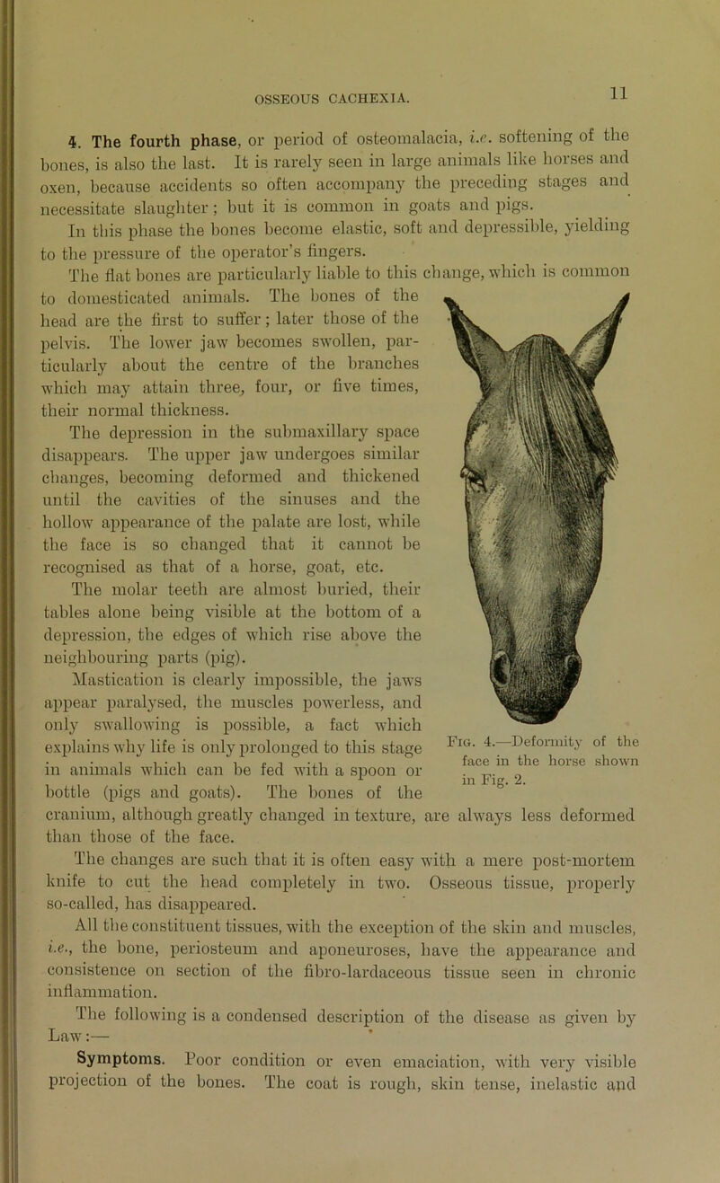 4. The fourth phase, or period of osteomalacia, i.e. softening of the bones, is also the last. It is rarely seen in large animals like horses and oxen, because accidents so often accompany the preceding stages and necessitate slaughter; hut it is common in goats and pigs. In this phase the bones become elastic, soft and depressible, yielding to the pressure of the operator’s fingers. The flat bones are particularly liable to this change, which is common to domesticated animals. The bones of the head are the first to suffer; later those of the pelvis. The lower jaw becomes swollen, par- ticularly about the centre of the branches which may attain three, four, or five times, their normal thickness. The depression in the submaxillary space disappears. The upper jaw undergoes similar changes, becoming deformed and thickened until the cavities of the sinuses and the hollow appearance of the palate are lost, wdiile the face is so changed that it cannot he recognised as that of a horse, goat, etc. The molar teeth are almost buried, their tables alone being visible at the bottom of a depression, the edges of which rise above the neighbouring parts (pig). Mastication is clearly impossible, the jaws appear paralysed, the muscles powerless, and only swallowing is possible, a fact which explains why life is only prolonged to this stage in animals which can he fed with a spoon or bottle (pigs and goats). The hones of the cranium, although greatly changed in texture, are always less deformed than those of the face. The changes are such that it is often easy with a mere post-mortem knife to cut the head completely in two. Osseous tissue, properly so-called, has disappeared. All the constituent tissues, with the exception of the skin and muscles, i.e., the hone, periosteum and aponeuroses, have the appearance and consistence on section of the fibro-lardaceous tissue seen in chronic inflammation. The following is a condensed description of the disease as given by Law:— Symptoms. Poor condition or even emaciation, with very visible projection of the hones. The coat is rough, skin tense, inelastic apd Fig. 4.—Deformity of the face in the horse shown in Fig. 2.