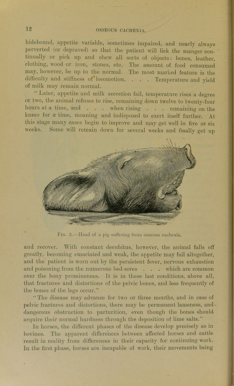 hidebound, appetite variable, sometimes impaired, and nearly always pei \ ei ted (01 depiaxed) so that the patient will lick the manger con- tinually or pick up and chew all sorts of objects: hones, leather, clothing, wood or iron, stones, etc. The amount of food consumed may, however, he up to the normal. The most marked feature is the difficulty and stiffness of locomotion. . . . Temperature and yield of milk may remain normal. “ Later, appetite and milk secretion fail, temperature rises a degree or two, the animal refuses to rise, remaining down twelve to twenty-four hours at a time, and . . . when rising . . . remaining on the knees for a time, moaning and indisposed to exert itself further. At this stage many cases begin to improve and may get well in five or six weeks. Some will remain down for several weeks and finally get up Fig. 5.—Head of a pig suffering from osseous cachexia. and recover. With constant decubitus, however, the animal falls off greatly, becoming emaciated and weak, the appetite may fail altogether, and the patient is worn out by the persistent fever, nervous exhaustion and poisoning from the numerous bed-sores . . . which are common over the bony prominences. It is in these last conditions, above all, that fractures and distortions of the pelvic bones, and less frequently of the bones of the legs occur.” “ The disease may advance for two or three months, and in case of pelvic fractures and distortions, there may be permanent lameness, and - dangerous obstruction to parturition, even though the bones shoulel- acquire their normal hardness through the deposition of lime salts.” In horses, the different phases of the disease develop precisely as in bovines. The apparent differences between affected horses and cattle result in reality from differences in their capacity for continuing work. In the first phase, horses are incapable of work, their movements being