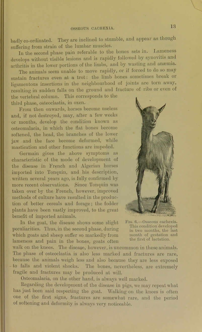 badly co-ordinated. They are inclined to stumble, and appear as though suffering from strain of the lumbar muscles. In the second phase pain referable to the bones sets in. Lameness develops without visible lesions and is rapidly followed by synovitis and arthritis in the lower portions of the limbs, and by wasting and anaemia. The animals seem unable to move rapidly, or if forced to do so may sustain fractures even at a trot: the limb bones sometimes break 01 ligamentous insertions in the neighbourhood of joints are torn away, resulting in sudden falls on the ground and fracture of libs 01 e\en of the vertebral column. This corresponds to the third phase, osteoclastia, in oxen. From then onwards, horses become useless and, if not destroyed, may, after a few weeks or months, develop the condition known as osteomalacia, in which the Hat bones become softened, the head, the branches of the lower jaw and the face become deformed, while mastication and other functions are impeded. Germain gives the above symptoms as characteristic of the mode of development of the disease in French and Algerian horses imported into Tonquin, and his description, written several years ago, is fully continued by more recent observations. .Since Tonquin was taken over by the French, however, improved methods of culture have resulted in the produc- tion of better cereals and forage; the fodder plants have been vastly improved, to the great benefit of imported animals. In the goat, the disease shows some slight peculiarities. Thus, in the second phase, during which goats and sheep suffer so markedly from lameness and pain in the bones, goats often walk on the knees. The disease, however, is uncommon in these animals. The phase of osteoclastia is also less marked and fractures are rare, because the animals weigh less and also because they are less exposed to falls and violent shocks. The bones, nevertheless, are extremely fragile and fractures may be produced at will. Osteomalacia, on the other hand, is always well marked. Regarding the development of the disease in pigs, we may repeat what has just been said respecting the goat. Walking on the knees is often one of the first signs, fractures are somewhat rare, and the period of softening and deformity is always very noticeable. Fig. 6.—Osseous caebexia. This condition developed in two months, the last month of gestation and the first of lactation.