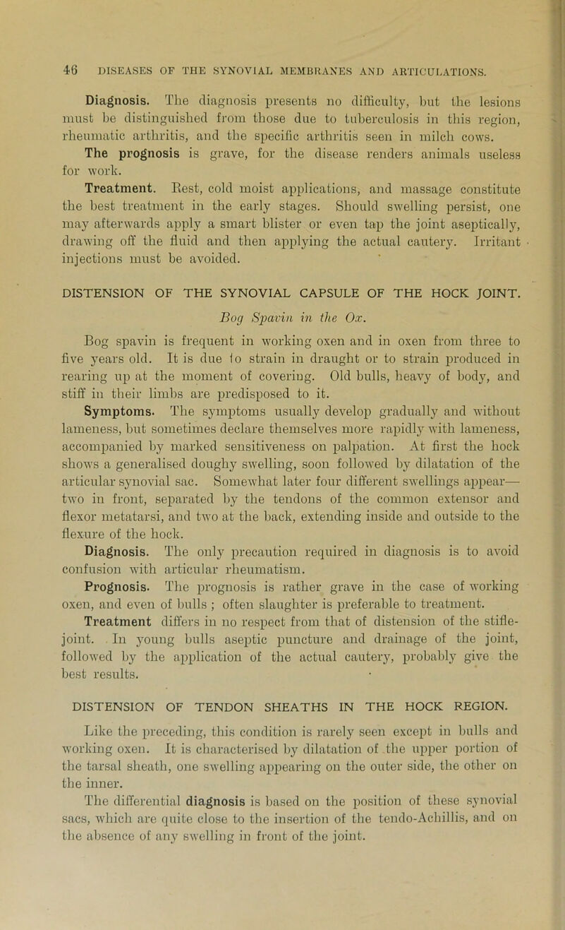Diagnosis. The diagnosis presents no difficulty, but the lesions must be distinguished from those due to tuberculosis in this region, rheumatic arthritis, and the specific arthritis seen in milch cows. The prognosis is grave, for the disease renders animals useless for work. Treatment. Rest, cold moist applications, and massage constitute the best treatment in the early stages. Should swelling persist, one may afterwards apply a smart blister or even tap the joint aseptically, drawing off the fluid and then applying the actual cautery. Irritant injections must be avoided. DISTENSION OF THE SYNOVIAL CAPSULE OF THE HOCK JOINT. Bog Spavin in the Ox. Bog spavin is frequent in working oxen and in oxen from three to five years old. It is due io strain in draught or to strain produced in rearing up at the moment of covering. Old bulls, heavy of body, and stiff in their limbs are predisposed to it. Symptoms. The symptoms usually develop gradually and without lameness, hut sometimes declare themselves more rapidly with lameness, accompanied by marked sensitiveness on palpation. At first the hock shows a generalised doughy swelling, soon followed by dilatation of the articular synovial sac. Somewhat later four different swellings appear— two in front, separated by the tendons of the common extensor and flexor metatarsi, and two at the hack, extending inside and outside to the flexure of the hock. Diagnosis. The only precaution required in diagnosis is to avoid confusion with articular rheumatism. Prognosis. The prognosis is rather grave in the case of working oxen, and even of bulls ; often slaughter is preferable to treatment. Treatment differs in no respect from that of distension of the stifle- joint. In young bulls aseptic puncture and drainage of the joint, followed by the application of the actual cautery, probably give the best results. DISTENSION OF TENDON SHEATHS IN THE HOCK REGION. Like the preceding, this condition is rarely seen except in hulls and working oxen. It is characterised by dilatation of the upper portion of the tarsal sheath, one swelling appearing on the outer side, the other on the inner. The differential diagnosis is based on the position of these synovial sacs, which are quite close to the insertion of the tendo-Achillis, and on the absence of any swelling in front of the joint.