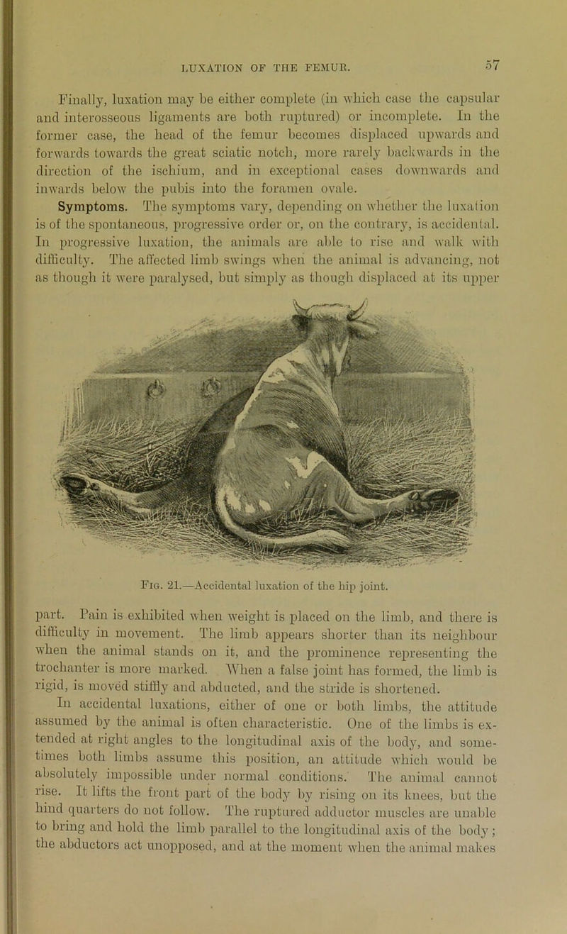 Finally, luxation may be either complete (in which case the capsular and interosseous ligaments are both ruptured) or incomplete. In the former case, the head of the femur becomes displaced upwards and forwards towards the great sciatic notch, more rarely backwards in the direction of the ischium, and in exceptional cases downwards and inwards below the pubis into the foramen ovale. Symptoms. The symptoms vary, depending on whether the luxation is of the spontaneous, progressive order or, on the contrary, is accidental. In progressive luxation, the animals are able to rise and walk with difficulty. The affected limb swings when the animal is advancing, not as though it were paralysed, but simply as though displaced at its upper Fig. 21.—Accidental luxation of the hip joint. part. Pain is exhibited when weight is placed on the limb, and there is difficulty in movement. The limb appears shorter than its neighbour when the animal stands on it, and the prominence representing the trochanter is more marked. When a false joint has formed, the limb is rigid, is moved stiffly and abducted, and the stride is shortened. In accidental luxations, either of one or both limbs, the attitude assumed by the animal is often characteristic. One of the limbs is ex- tended at right angles to the longitudinal axis of the body, and some- times both limbs assume this position, an attitude which would be absolutely impossible under normal conditions. The animal cannot rise. It lifts the front part of the body by rising on its knees, but the hind quarters do not follow. The ruptured adductor muscles are unable to bring and hold the limb parallel to the longitudinal axis of the body; the abductors act unopposed, and at the moment when the animal makes