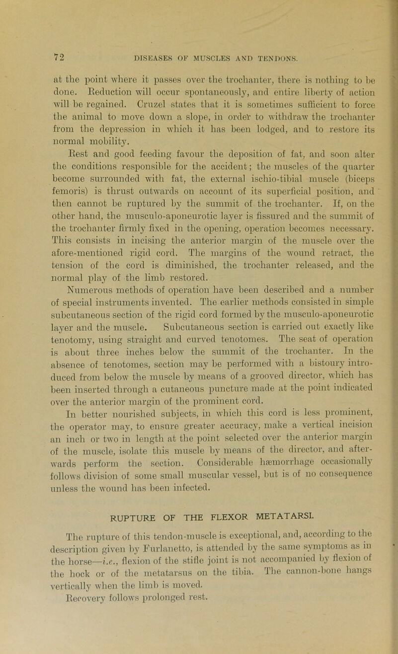 at the point where it passes over the trochanter, there is nothing to lie done. Reduction will occur spontaneously, and entire liberty of action will he regained. Cruzel states that it is sometimes sufficient to force the animal to move down a slope, in order to withdraw the trochanter from the depression in which it has been lodged, and to restore its normal mobility. Rest and good feeding favour the deposition of fat, and soon alter the conditions responsible for the accident; the muscles of the quarter become surrounded with fat, the external ischio-tibial muscle (biceps femoris) is thrust outwards on account of its superficial position, and then cannot be ruptured by the summit of the trochanter. If, on the other hand, the musculo-aponeurotic layer is fissured and the summit of the trochanter firmly fixed in the opening, operation becomes necessary. This consists in incising the anterior margin of the muscle over the afore-mentioned rigid cord. The margins of the wound retract, the tension of the cord is diminished, the trochanter released, and the normal play of the limb restored. Numerous methods of operation have been described and a number of special instruments invented. The earlier methods consisted in simple subcutaneous section of the rigid cord formed by the musculo-aponeurotic layer and the muscle. Subcutaneous section is carried out exactly like tenotomy, using straight and curved tenotomes. The seat of operation is about three inches below the summit of the trochanter. In the absence of tenotomes, section may be performed with a bistoury intro- duced from below the muscle by means of a grooved director, which has been inserted through a cutaneous puncture made at the point indicated over the anterior margin of the prominent cord. In better nourished subjects, in which this cord is less prominent, the operator may, to ensure greater accuracy, make a vertical incision an inch or two in length at the point selected over the anterior margin of the muscle, isolate this muscle by means of the director, and after- wards perform the section. Considerable haemorrhage occasionally follows division of some small muscular vessel, but is of no consequence unless the wound has been infected. RUPTURE OF THE FLEXOR METATARSI. The rupture of this tendon-muscle is exceptional, and, accoiding to the description given by Furlanetto, is attended by the same symptoms as in the horse—i.c., flexion of the stifle joint is not accompanied b\ flexion of the hock or of the metatarsus on the tibia. The cannon-bone hangs vertically when the limb is moved. Recovery follows prolonged rest.