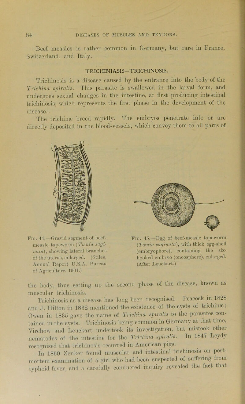 Beef measles is rather common in Germany, but rare in France, Switzerland, and Italy. TRICHINOSIS—TRICHINOSIS. Trichinosis is a disease caused by the entrance into the body of the Trichina spiralis. This parasite is swallowed in the larval form, and undergoes sexual changes in the intestine, at first producing intestinal trichinosis, which represents the first phase in the development of the disease. The trichinae breed rapidly. The embryos penetrate into or are directly deposited in the blood-vessels, which convey them to all parts of Fig. 44.—Gravid segment of beef- measle tapeworm (Tcenia sagi- nata), showing lateral branches of the uterus, enlarged. (Stiles, Annual Report U.S.A. Bureau of Agriculture, 1901.) Fig. 45.—Egg of beef-measle tapeworm (Tania saginata), with thick egg-shell (embryophore), containing the six- hoolsed embryo (oncosphere), enlarged. (After Leuckart.) the body, thus setting up the second phase of the disease, known as muscular trichinosis. Trichinosis as a disease has long been recognised. Peacock in 1828 and J. Hilton in 1832 mentioned the existence of the cysts of trichinae; Owen in 1835 gave the name of Trichina spiralis to the parasites con- tained in the cysts. Trichinosis being common in Germany at that time, Virchow and Leuckart undertook its investigation, but mistook other nematodes of the intestine for the Trichina spiralis. In 1847 Leydy recognised that trichinosis occurred in American pigs. In 1860 Zenker found muscular and intestinal trichinosis on post- mortem examination of a girl who had been suspected of suffering fiom typhoid fever, and a carefully conducted inquiry revealed the fact that