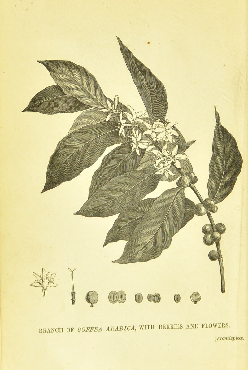 BRANCH OF COFFEA ARABICA, WITH BERRIES AND FLOWERS. [Frontispiece. /& liitiiwiy