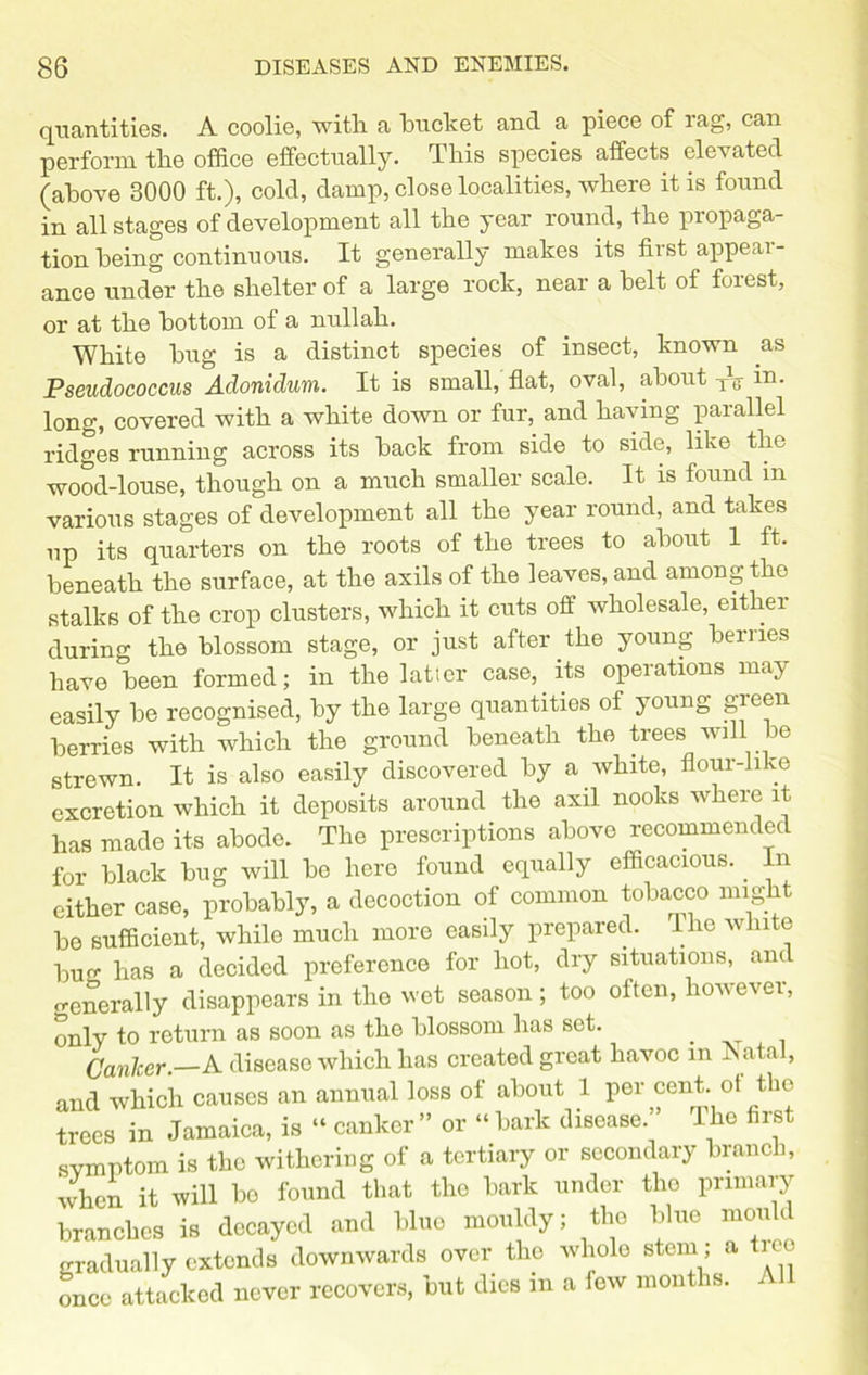 quantities. A coolie, with a bucket and a piece of rag, can perform the office effectually. This species affects elevated (above 3000 ft.), cold, damp, close localities, where it is found in all stages of development all the year round, the propaga- tion being continuous. It generally makes its first appear- ance under the shelter of a large rock, near a belt of forest, or at the bottom of a nullah. White bug is a distinct species of insect, known as Pseudococcus Adonidum. It is small, flat, oval, about T\ m. long, covered with a white down or fur, and haying parallel ridges running across its back from side to side, like the wood-louse, though on a much smaller scale. It is found m various stages of development all the year round, and takes up its quarters on the roots of the trees to about 1 ft. beneath the surface, at the axils of the leaves, and among the stalks of the crop clusters, which it cuts off wholesale, either during the blossom stage, or just after the young berries have been formed; in the latter case, its operations may easily be recognised, by the large quantities of young green berries with which the ground beneath the trees will be strewn. It is also easily discovered by a white, flour-1 ike excretion which it deposits around the axil nooks where it has made its abode. The prescriptions above recommended for black bug will be here found equally efficacious.. In either case, probably, a decoction of common tobacco might be sufficient, while much more easily prepared. I he white bug has a decided preference for hot, dry situations, and generally disappears in the wet season; too often, however, only to return as soon as the blossom has set. . Canlcer.—A disease which has created great havoc in -Natal, and which causes an annual loss of about 1 per cent, ot the trees in Jamaica, is “ canker ” or “ bark disease The first symptom is the withering of a tertiary or secondary branch, when it will bo found that the bark under the primary branches is decayed and blue mouldy; the blue mould gradually extends downwards over the whole stem , a once attacked never recovers, but dies m a few months. 1