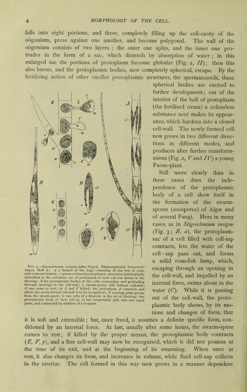 falls into eiglit portions, and these, completely filling up the cell-cavity of the oogonium, press against one another, and become polygonal. The wall of the oogonium consists of two layers ; the outer one splits, and the inner one pro- trudes in the form of a sac, which distends by absorption of water; in this enlarged sac the portions of protoplasm become globular (Fig. 2, IJ); then this also bursts, and the protoplasmic bodies, now completely spherical, escape. By the fertilising action of other smaller protoplasmic structures, the spermatozoids, these spherical bodies are excited to further development; out of the interior of the ball of protoplasm (the fertilised ovum) a colourless substance next makes its appear- ance, which hardens into a closed cell-wall. The newly-formed cell now grows in two different direc- tions in different modes, and produces after further transform- ations (Fig. 2, Vand IV) a young Fucus-plant. Still more clearly than in these cases does the inde- pendence of the protoplasmic body of a cell show itself in the formation of the swarm- spores (zoospores) of Algae and of several Fungi. Here in many cases, as in Stigeoclonium insigne (Fig. 3 ; B, a), the protoplasm- sac of a cell filled with cell-sap contracts, lets the water of the cell - sap pass out, and forms a solid roundish lump, which, escaping through an opening in the cell-wall, and impelled by an internal force, swims about in the water (C). While it is passing out of the cell-wall, the proto- plasmic body shows, by its mo- tions and changes of form, that it is soft and extensible; but, once freed, it assumes a definite specific form, con- ditioned by an internal force. At last, usually after some hours, the swarm-spore comes to rest; if killed by the proper means, the protoplasmic body contracts {E, F, p), and a fine cell-wall may now be recognised, which it did not possess at the time of its exit, and at the beginning of its swarming. When once at rest, it also changes its form, and increases in volume, while fluid cell-sap collects in the interior. The cell formed in this way now grows in a manner dependent Fig. ^.^Seigeoclomum tnstgtte (after Nageli, Pflanzenphysiol. Untersuch- ungen, Heft i); y/ a branch of the Alga consisting of one row of cells, with a lateral branch ; cl green-coloured protoplasmic structures (chlorophyll), imbedded in the colourless sac of protoplasm of each cell not shown in the drawing; R the protoplasmic bodies of the cells contracting and protruding through openings in the cell-wall; C swarm-spores still without cell-wall; D one come to rest; at E and F killed; the protoplasm p contracts and allows the newly-formed cell-wall A to be recognised; H a young plant grown from the swarm-spore; G two cells of a filament in the act of dividing; the protoplasmic body of each cell {x, y) has temporarily split into two equal parts, and contracted by addition of a re-agent.