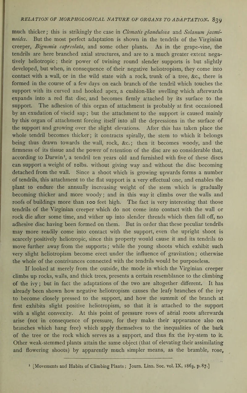 much thicker; this is strikingly the case in Clematis glandidosa and Solanum jasmi- noides. But the most perfect adaptation is shown in the tendrils of the Virginian creeper, Bignonia capreolata, and some other plants. As in the grape-vine, the tendrils are here branched axial structures, and are to a much greater extent nega- tively heliotropic; their power of twining round slender supports is but slightly developed, but when, in consequence of their negative heliotropism, they come into contact with a wall, or in the wild state with a rock, trunk of a tree, &c., there is formed in the course of a few days on each branch of the tendril which touches the support with its curved and hooked apex, a cushion-like swelling which afterwards expands into a red flat disc, and becomes firmly attached by its surface to the support. The adhesion of this organ of attachment is probably at first occasioned by an exudation of viscid sap ; but the attachment to the support is caused mainly by this organ of attachment forcing itself into all the depressions in the surface of the support and growing over the slight elevations. After this has taken place the whole tendril becomes thicker; it contracts spirally, the stem to which it belongs being thus drawn towards the wall, rock, &c.; then it becomes woody, and the firmness of its tissue and the power of retention of the disc are so considerable that, according to Darwin', a tendril ten years old and furnished with five of these discs can support a weight of lolbs. without giving way and without the disc becoming detached from the wall. Since a shoot which is growing upwards forms a number of tendrils, this attachment to the flat support is a very effectual one, and enables the plant to endure the annually increasing weight of the stem which is gradually becoming thicker and more woody; and in this way it climbs over the walls and roofs of buildings more than 100 feet high. The fact is very interesting that those tendrils of the Virginian creeper which do not come into contact with the wall or rock die after some time, and wither up into slender threads which then fall off, no adhesive disc having been formed on them. But in order that these peculiar tendrils may more readily come into contact with the support, even the upright shoot is scarcely positively heliotropic, since this property would cause it and its tendrils to move further away from the supports; while the young shoots which exhibit such very slight heliotropism become erect under the influence of gravitation; otherwise the whole of the contrivances connected with the tendrils would be purposeless. If looked at merely from the outside, the mode in which the Virginian creeper climbs up rocks, walls, and thick trees, presents a certain resemblance to the climbing of the ivy; but in fact the adaptations of the two are altogether different. It has already been shown how negative heliotropism causes the leafy branches of the ivy to become closely pressed to the support, and how the summit of the branch at first exhibits slight positive heliotropism, so that it is attached to the support with a slight convexity. At this point of pressure rows of aerial roots afterwards arise (not in consequence of pressure, for they make their appearance also on branches which hang free) which apply themselves to the inequalities of the bark of the tree or the rock which serves as a support, and thus fix the ivy-stem to it. Other weak-stemmed plants attain the same object (that of elevating their assimilating and flowering shoots) by apparently much simpler means, as the bramble, rose, ' [Movements and Habits of Climbing Plants ; Journ. Linn. Soc. vol. IX, 1865, p. 87.]