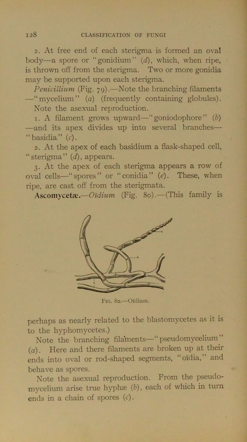 2. At free end of each sterigma is formed an oval body—a spore or “gonidium” {d), which, when ripe, is thrown off from the sterigma. Two or more gonidia may be supported upon each sterigma. Penicillium (Fig. 79).—Note the branching filaments —“mycelium” (a) (frequently containing globules). Note the asexual reproduction. 1. A filament grows upward—“goniodophore” (h) —and its apex divides up into several branches— “basidia” (c). 2. At the apex of each basidiiun a flask-shaped cell, “sterigma” {d), appears. 3. At the apex of each sterigma appears a row of oval cells—“spores” or “conidia” {e). These, when ripe, are cast off from the sterigmata. Ascomycetac.—O'idium (Fig. 80).—(This family is Fig. So.—Oidium. perhaps as nearly related to the blastomycetes as it is to the hyphomycetes.) Note the branching filaments—“pseudomycelium” (a). Here and there filaments are broken up at their ends into oval or rod-shaped segments, “oidia,” and behave as spores. Note the asexual reproduction. From the pseudo- mycelium arise tme hyphae (6), each of w'hich in turn ends in a chain of spores (c).