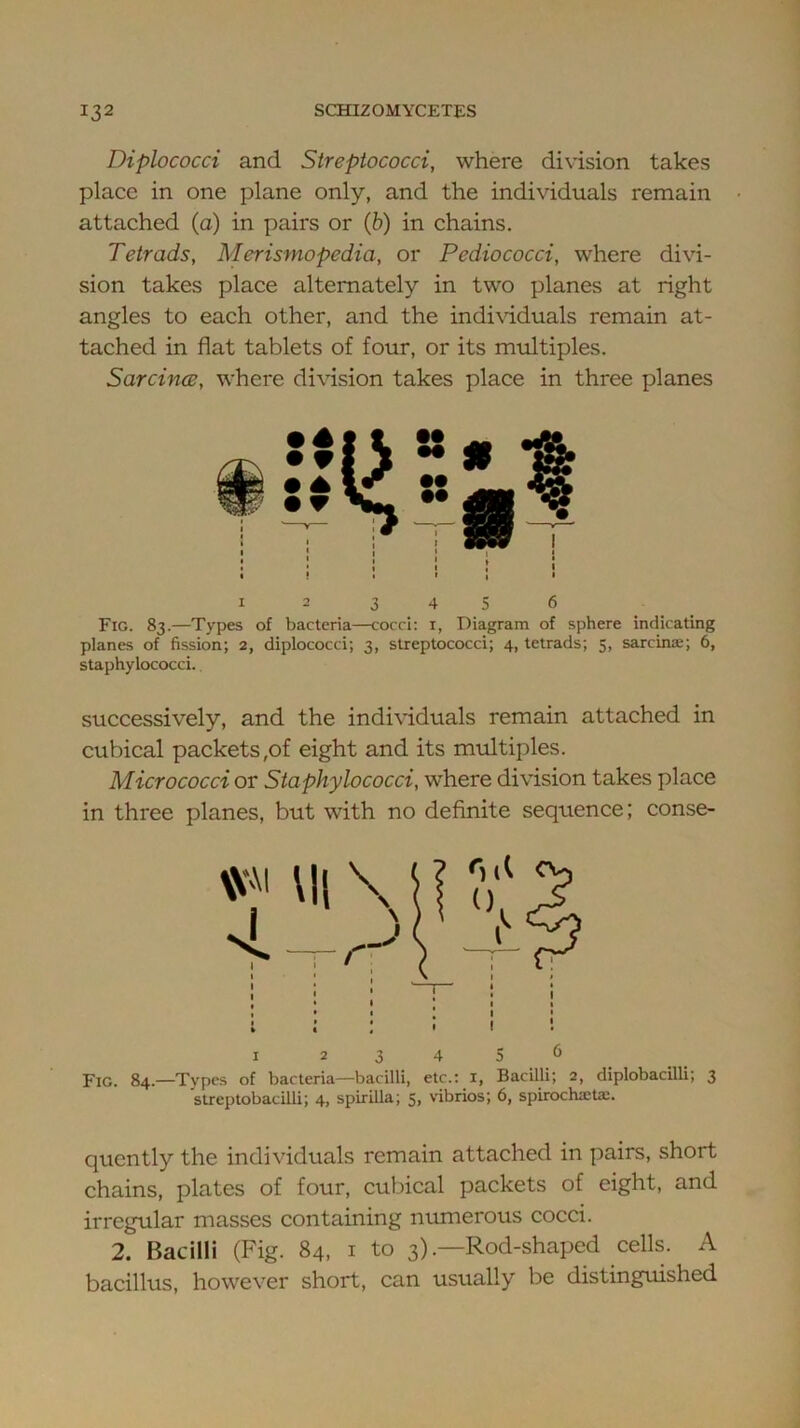 Diplococci and Streptococci, where division takes place in one plane only, and the individuals remain attached (a) in pairs or (b) in chains. Tetrads, Merismopedia, or Pediococci, where divi- sion takes place alternately in two planes at right angles to each other, and the indi\dduals remain at- tached in flat tablets of four, or its multiples. Sarcince, where division takes place in three planes 1 2 3 4 5 6 Fig. 83.—Types of bacteria—cocci: i, Diagram of sphere indicating planes of fission; 2, diplococci; 3, streptococci; 4, tetrads; 5, sarcina;; 6, staphylococci. successively, and the individuals remain attached in cubical packets,of eight and its multiples. Micrococci or Staphylococci, where division takes place in three planes, but with no definite sequence; conse- I 2345“ Fig. 84.—Types of bacteria—bacilli, etc.: i. Bacilli; 2, diplobacilli; 3 streptobacilli; 4, spirilla; 5, vibrios; 6, spirochaetx. qucntly the individuals remain attached in pairs, short chains, plates of four, cubical packets of eight, and irregular masses containing ntunerous cocci. 2. Bacilli (Fig. 84, i to 3) .-Rod-shaped cells. A bacillus, however short, can usually be distingmshed