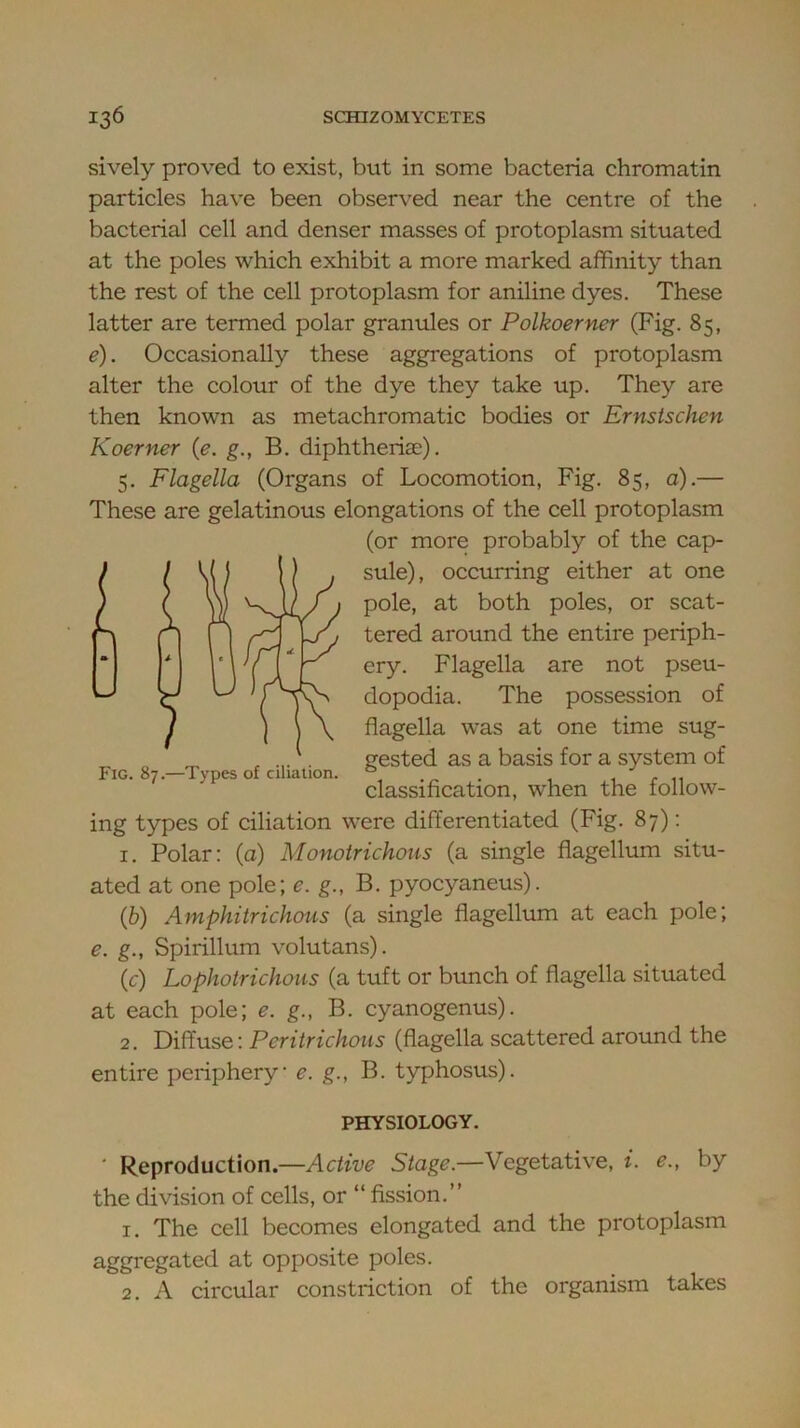 sively proved to exist, but in some bacteria chromatin particles have been observed near the centre of the bacterial cell and denser masses of protoplasm situated at the poles which exhibit a more marked affinity than the rest of the cell protoplasm for aniline dyes. These latter are termed polar granules or Polkoerner (Fig. 85, e). Occasionally these aggregations of protoplasm alter the colour of the dye they take up. They are then known as metachromatic bodies or Ernstschen Koerner (e. g., B. diphtheria:). 5. Flagella (Organs of Locomotion, Fig. 85, a).— These are gelatinous elongations of the cell protoplasm ing types of ciliation were differentiated (Fig. 87); 1. Polar: (a) Monoirichous (a single flagellum situ- ated at one pole; e. g., B. pyocyaneus). (6) Amphitrichous (a single flagellum at each pole; e. g., Spirillum volutans). (c) Lophotrichous (a tuft or bunch of flagella situated at each pole; e. g., B. cyanogenus). 2. Di^nse: Peritrichous (flagella scattered around the entire periphery e. g., B. typhosus). ■ Reproduction.—Active Stage.—Vegetative, i. e., by the division of cells, or “ fission.” 1. The cell becomes elongated and the protoplasm aggregated at opposite poles. 2. A circular constriction of the organism takes (or more probably of the cap- sule), occurring either at one pole, at both poles, or scat- tered around the entire periph- ery. Flagella are not pseu- Fig. 87.—Types of ciliation. dopodia. The possession of \ \ flagella was at one time sug- gested as a basis for a system of aion. ^ . 1 f 11 classification, when the follow- PHYSIOLOGY.