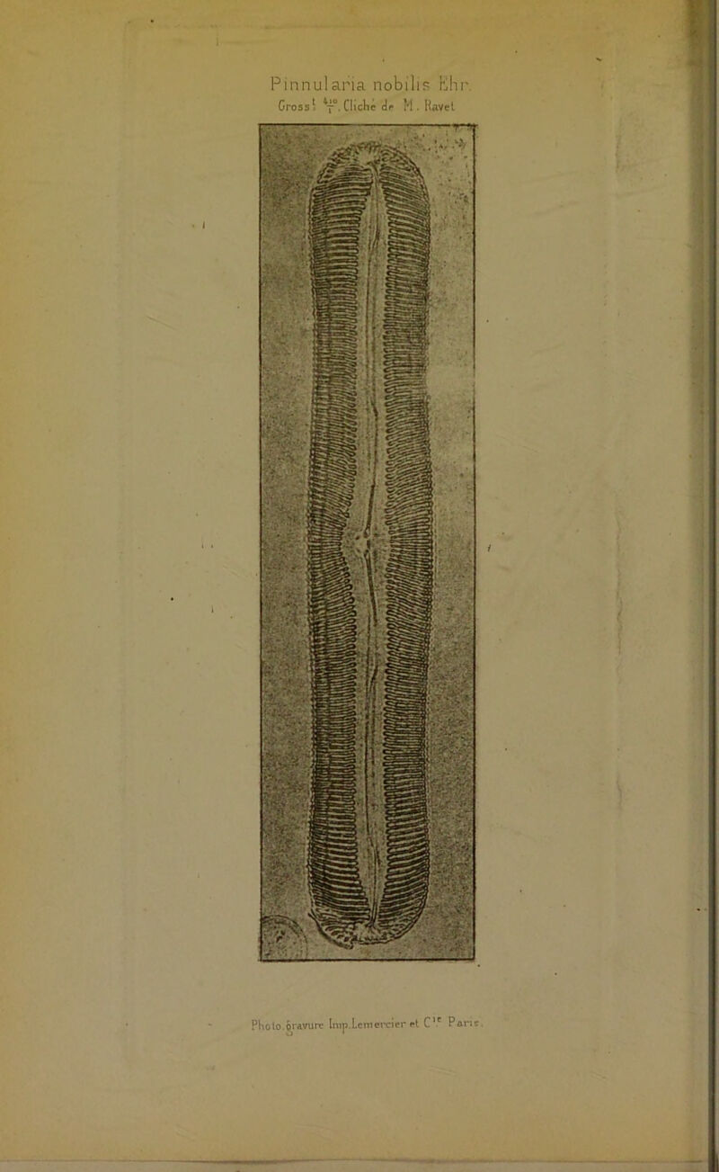 Pinnularia nobilip hihr. Grossi ^7°, Chclie M. Ravel PKolo.oravurc Imp.Lcmcj'cier C’* Pont. U '