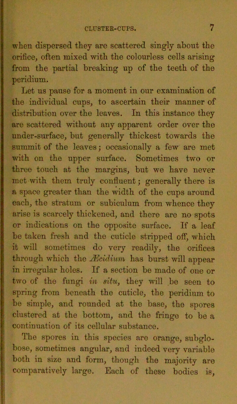 when dispersed they are scattered singly about the orifice, often mixed with the colourless cells arising from the partial breaking up of the teeth of the peridium. Let us pause for a moment in our examination of the individual cups, to ascertain their manner of distribution over the leaves. In this instance they are scattered without any apparent order over the under-surface, but generally thickest towards the summit of the leaves; occasionally a few are met with on the upper surface. Sometimes two or three touch at the margins, but we have never met with them truly confluent; generally there is a space greater than the width of the cups around each, the stratum or subiculum from whence they arise is scarcely thickened, and there are no spots or indications on the opposite surface. If a leaf be taken fresh and the cuticle stripped off, which it will sometimes do very readily, the orifices through which the JEculium has burst will appear in irregular holes. If a section be made of one or two of the fungi in situ, they will be seen to spring from beneath the cuticle, the peridium to be simple, and rounded at the base, the spores clustered at the bottom, and the fringe to be a continuation of its cellular substance. The spores in this species are orange, subglo- bose, sometimes angular, and indeed very variable both in size and form, though the majority are comparatively large. Each of these bodies is,