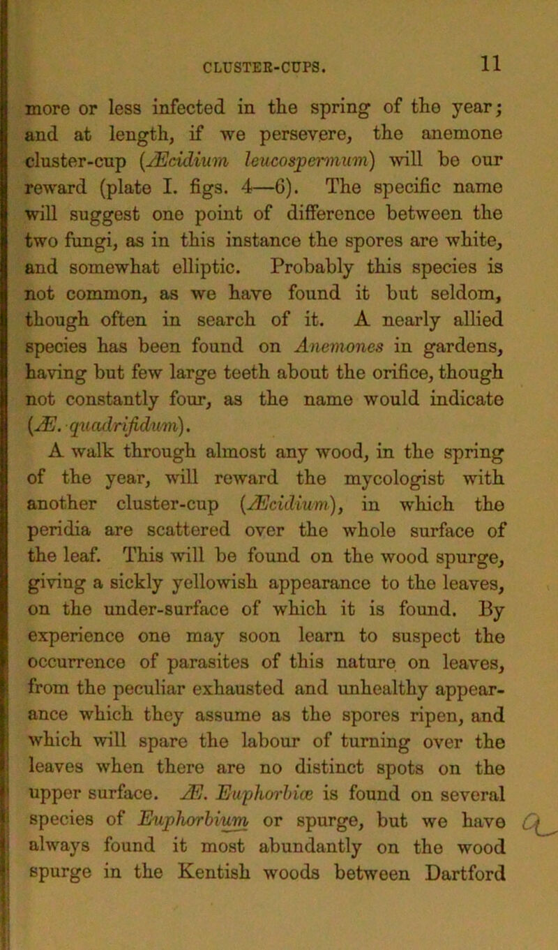 more or less infected in the spring of the year; and at length, if we persevere, the anemone cluster-cup (sEculium lencospermum) will be our reward (plate I. figs. 4—6). The specific name will suggest one point of difference between the two fungi, as in this instance the spores are white, and somewhat elliptic. Probably this species is not common, as we have found it but seldom, though often in search of it. A nearly allied species has been found on Anemones in gardens, having but few large teeth about the orifice, though not constantly four, as the name would indicate [jE. quadrifichim). A walk through almost any wood, in the spring of the year, will reward the mycologist with another cluster-cup (JEcidium), in which the peridia are scattered over the whole surface of the leaf. This will be found on the wood spurge, giving a sickly yellowish appearance to the leaves, on the under-surface of which it is found. By experience one may soon learn to suspect the occurrence of parasites of this nature on leaves, from the peculiar exhausted and unhealthy appear- ance which they assume as the spores ripen, and which will spare the labour of turning over the leaves when there are no distinct spots on the upper surface. JE. Euphorbia; is found on several species of Euphorbium or spurge, but we have always found it most abundantly on the wood spurge in the Kentish woods between Dartford