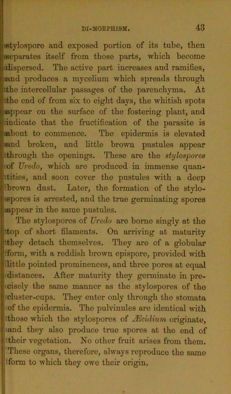 •stylospore and exposed portion of its tube, tben ^separates itself from those parts, which become ^dispersed. The active part increases and ramifies, |;and produces a mycelium which spreads through tthe intercellular passages of the parenchyma. At rthe end of from six to eight days, the whitish spots appear on the surface of the fostering plant, and '.indicate that the fructification of the parasite is about to commence. The epidermis is elevated ;and broken, and little brown pustules appear ^through the openings. These are the stylo spores ; of Uredo, which are produced in immense quan- tities, and soon cover the pustules with a deep brown dust. Later, the formation of the stylo- i-spores is arrested, and the true germinating spores lappear in the same pustules. The stylospores of Uredo are borne singly at the ’top of short filaments. On arriving at maturity ‘they detach themselves. They are of a globular •form, with a reddish brown epispore, provided with little pointed prominences, and three pores at equal distances. After maturity they germinate in pre- i cisely the same manner as the stylospores of the ’ cluster-cups. They enter only through the stomata j of the epidermis. The pulvinules are identical with j'thoso which the stylospores of JEcidium originate, | and they also produce true spores at the end of 1'their vegetation. No other fruit arises from them, j These organs, therefore, always reproduce the same !' form to which they owe their origin.
