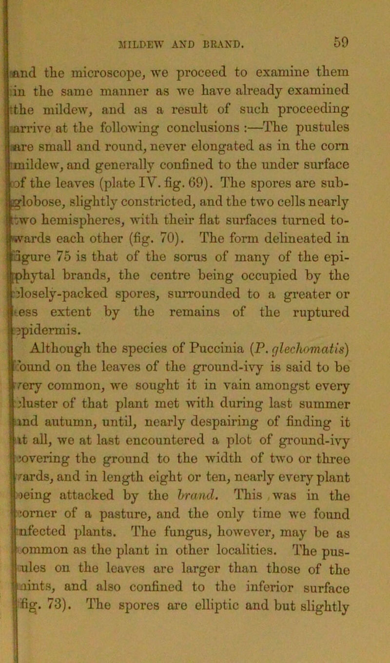 and the microscope, we proceed to examine them in the same manner as we have already examined tthe mildew, and as a result of such proceeding arrive at the following conclusions :—The pustules are small and round, never elongated as in the corn mildew, and generally confined to the under surface of the leaves (plate IV. fig. 69). The spores are sub- globose, slightly constricted, and the two cells nearly ttwo hemispheres, with their fiat surfaces turned to- wards each other (fig. 70). The form delineated in figure 75 is that of the sorus of many of the epi- iphytal brands, the centre being occupied by the dosely-packed spores, surrounded to a greater or ► ess extent by the remains of the ruptured epidermis. Although the species of Puccinia (P. glechomatis) bund on the leaves of the ground-ivy is said to be very common, we sought it in vain amongst every duster of that plant met with during last summer md autumn, until, nearly despairing of finding it it all, we at last encountered a plot of ground-ivy :overing the ground to the width of two or three yards, and in length eight or ten, nearly every plant )eing attacked by the brand. This was in the •orner of a pasture, and the only time we found ufected plants. The fungus, however, may be as jj ommon as the plant in other localities. The pus- j ules on the leaves are larger than those of the faints, and also confined to the inferior surface Tfig. 73). The spores are elliptic and but slightly