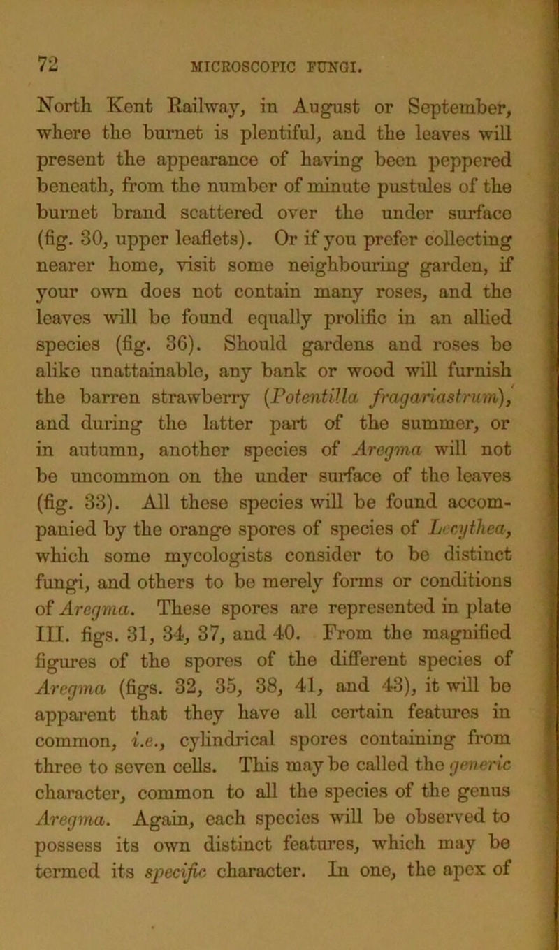 North Kent Railway, in August or September, where the burnet is plentiful, and the leaves will present the appearance of having been peppered beneath, from the number of minute pustules of the bumet brand scattered over the under surface (fig. 30, upper leaflets). Or if you prefer collecting nearer home, visit some neighbouring garden, if your own does not contain many roses, and the leaves will be found equally prolific in an allied species (fig. 36). Should gardens and roses be alike unattainable, any bank or wood will furnish the barren strawberry (Potentilla fragariastrum), and during the latter part of the summer, or in autumn, another species of Aregma will not be uncommon on the under surface of the leaves (fig. 33). All these species will be found accom- panied by the orange spores of species of L< cythea, which some mycologists consider to be distinct fungi, and others to be merely forms or conditions of Aregma. These spores are represented in plate III. figs. 31, 34, 37, and 40. From the magnified figures of the spores of the different species of Aregma (figs. 32, 35, 38, 41, and 43), it will be apparent that they have all certain features in common, i.e., cylindrical spores containing from three to seven cells. This maybe called the generic character, common to all the species of the genus Aregma. Again, each species will be observed to possess its own distinct features, which may be termed its specific character. In one, the apex of