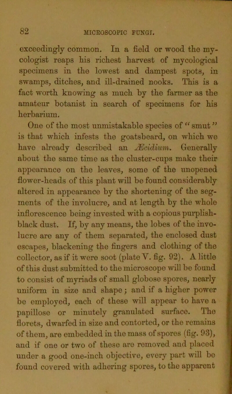 exceedingly common. In a field or wood the my- cologist reaps his richest harvest of mycological specimens in the lowest and dampest spots, in swamps, ditches, and ill-drained nooks. This is a fact worth knowing as much by the farmer as the amateur botanist in search of specimens for his herbarium. One of the most unmistakable species of “ smut ” is that which infests the goatsbeard, on -which we have already described an JEcidium. Generally about the same time as the cluster-cups make their appearance on tho leaves, some of the unopened flower-heads of this plant will be found considerably altered in appearance by the shortening of the seg- ments of the involucre, and at length by the whole inflorescence being invested with a copious purplish- black dust. If, by any means, the lobes of the invo- lucre are any of them separated, the enclosed dust escapes, blackening the fingers and clothing of the collector, as if it were soot (plate Y. fig. 92). A little of this dust submitted to tho microscope will be found to consist of myriads of small globose spores, nearly uniform in size and shape; and if a higher power be employed, each of these will appear to have a papillose or minutely granulated surface. The floi'ets, dwarfed in size and contorted, or the remains of them, are embedded in the mass of spores (fig. 93), and if one or two of these aro removed aud placed under a good one-inch objective, every part will be found covered with adhering spores, to the apparent