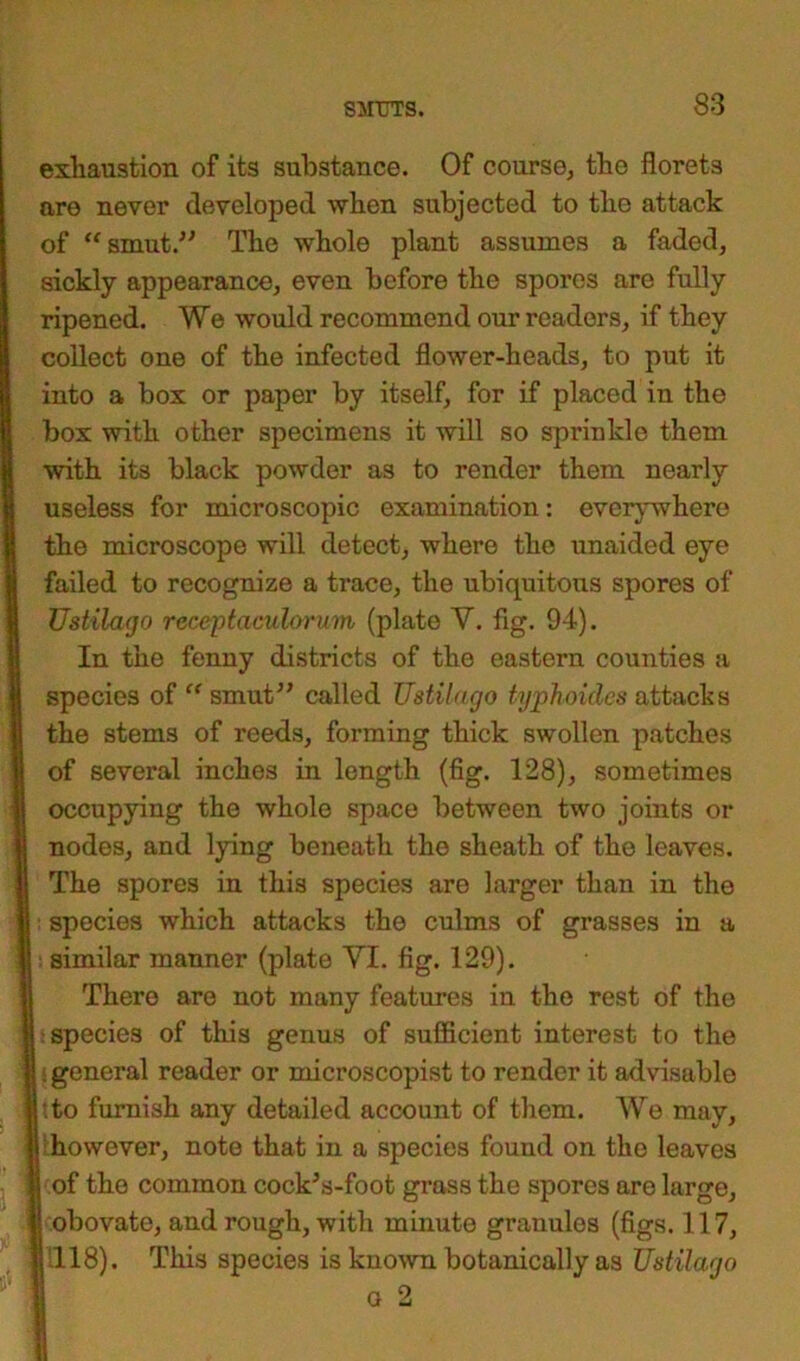 exhaustion of its substance. Of course, the florets are never developed when subjected to the attack of “smut.” The whole plant assumes a faded, sickly appearance, even before the spores are fully- ripened. We would recommend our readers, if they collect one of the infected flower-heads, to put it into a box or paper by itself, for if placed in the box with other specimens it will so sprinkle them with its black powder as to render them nearly useless for microscopic examination: everywhere the microscope will detect, where the unaided eye failed to recognize a trace, the ubiquitous spores of Ustilago receptaculorum (plate V. fig. 94). In the fenny districts of the eastern counties a species of “ smut” called Ustilago typhoidcs attacks the stems of reeds, forming thick swollen patches of several inches in length (fig. 128), sometimes occupying the whole space between two joints or nodes, and lying beneath the sheath of the leaves. The spores in this species are larger than in the species which attacks the culms of grasses in a similar manner (plate VI. fig. 129). There are not many features in the rest of the species of this genus of sufficient interest to the , | general reader or microscopist to render it advisable .to furnish any detailed account of them. We may, however, note that in a species found on the leaves of the common cockVfoot grass the spores are large, obovate, and rough, with minute granules (figs. 117, 1118). This species is known botanically as Ustilago o 2