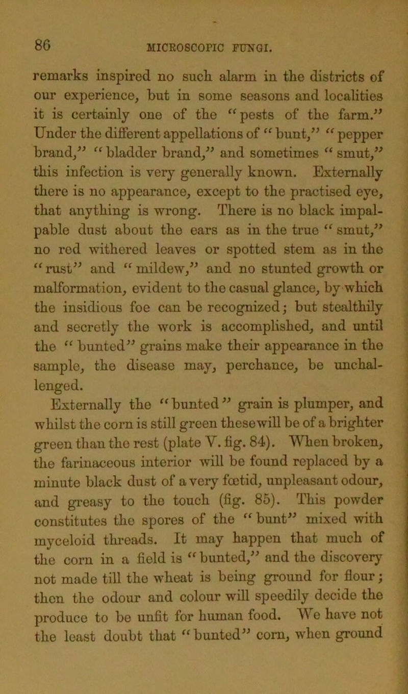 remarks inspired no sucli alarm in tke districts of our experience, but in some seasons and localities it is certainly one of tke “ pests of tke farm.” Under tke different appellations of “ bunt,” “ pepper brand,” “ bladder brand,” and sometimes “ smut,” tkis infection is very generally known. Externally tkere is no appearance, except to tke practised eye, tkat anytking is wrong. Tkere is no black impal- pable dust about tke ears as in tke true “ smut,” no red witkered leaves or spotted stem as in tke “ rust” and “ mildew,” and no stunted growtk or malformation, evident to tko casual glance, by wkich tke insidious foe can be recognized; but stealthily and secretly tke work is accomplisked, and until tke “ bunted” grains make tkeir appearance in tke sample, tke disease may, perckance, be unchal- lenged. Externally the “ bunted ” grain is plumper, and whilst tke corn is still green tkesewill be of a brighter green than the rest (plate V. fig. 84). When broken, tke farinaceous interior will be found replaced by a minute black dust of a very foetid, unpleasant odour, and greasy to the touch (fig. 85). Tkis powder constitutes tke spores of the “ bunt” mixed with myceloid threads. It may happen that muck of tke com in a field is “ bunted,” and the discovery not made till the wheat is being ground for flour; then tke odour and colour will speedily decide tke produce to be unfit for human food. We have not tke least doubt tkat “bunted” com, when ground