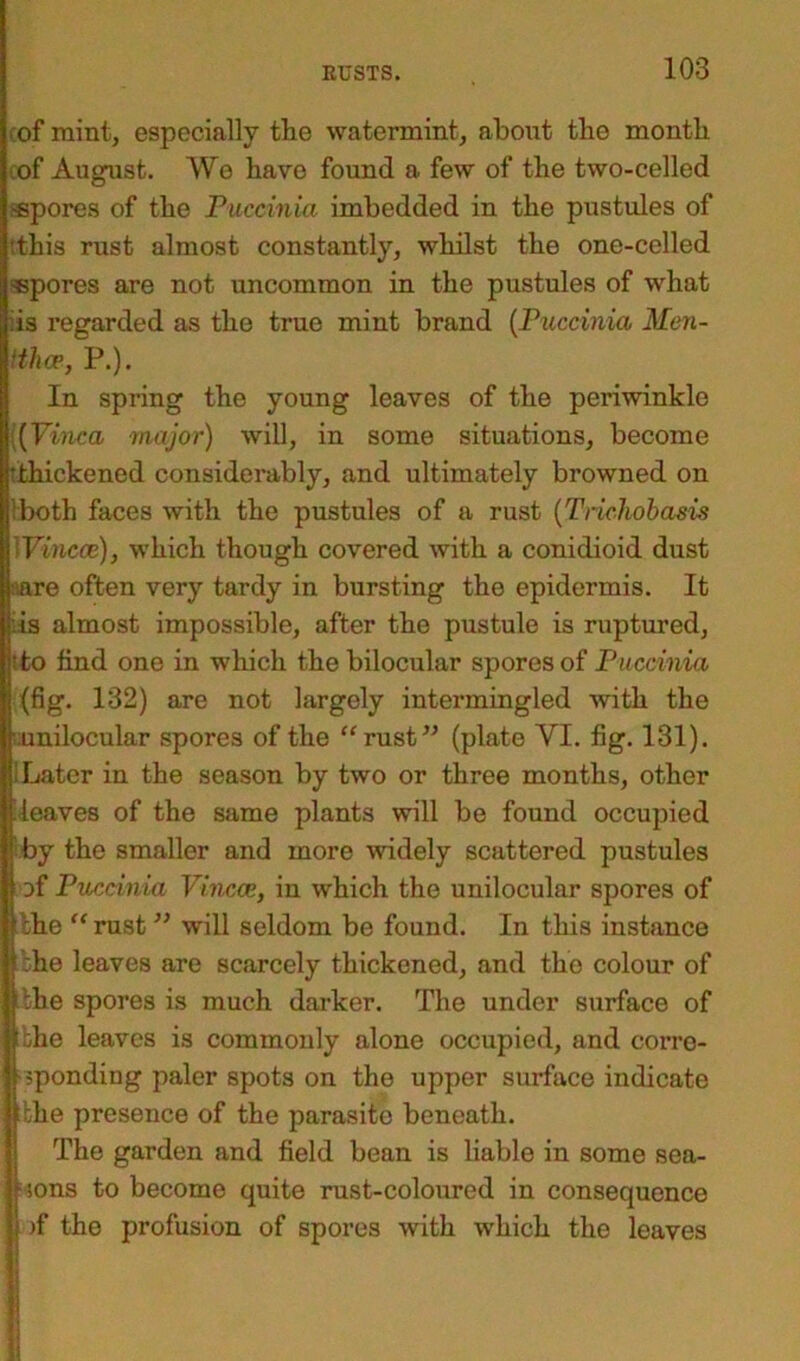 of mint, especially the watermint, about the month of August. We have found a few of the two-celled -spores of the Puccinia imbedded in the pustules of This rust almost constantly, whilst the one-celled •spores are not uncommon in the pustules of what iis regarded as the true mint brand [Puccinia Mcn- ‘thce, P.). In spring the young leaves of the periwinkle [Vinca major) will, in some situations, become •thickened considerably, and ultimately browned on tboth faces with the pustules of a rust [Trichobasis Vincce), which though covered with a conidioid dust :are often very tardy in bursting the epidermis. It :is almost impossible, after the pustule is ruptured, :to find one in which the bilocular spores of Puccinia (fig. 132) are not largely intermingled with the •unilocular spores of the “rust” (plate VI. fig. 131). I Later in the season by two or three months, other leaves of the same plants will be found occupied by the smaller and more widely scattered pustules of Puccinia Vincce, in which the unilocular spores of I the “rust ” will seldom be found. In this instance the leaves are scarcely thickened, and the colour of the spores is much darker. The under surface of bhe leaves is commonly alone occupied, and corre- sponding paler spots on the upper surface indicate ] ilhe presence of the parasite beneath. The garden and field bean is liable in some sea- f sons to become quite rust-coloured in consequence I >f the profusion of spores with which the leaves