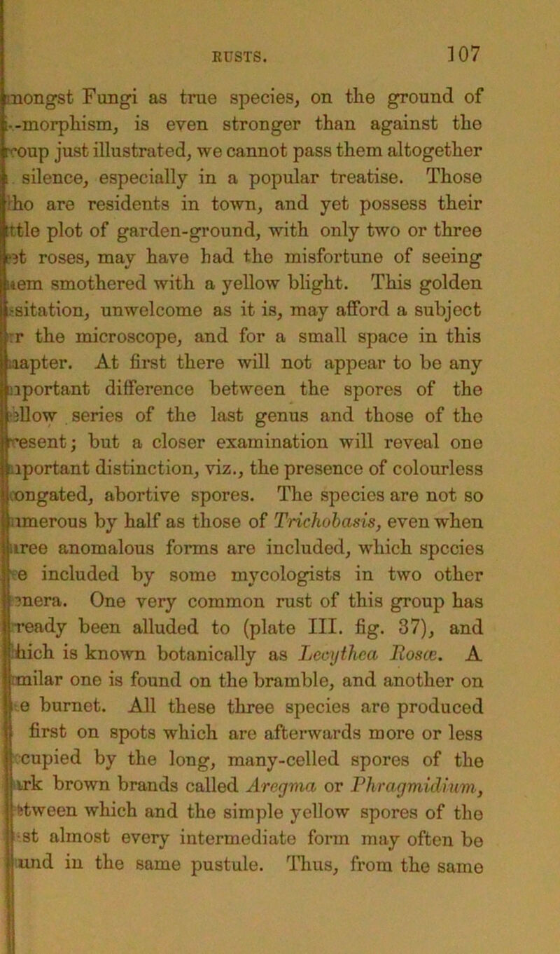 mongst Fungi as true species, on tlie ground of i—morphism, is even stronger than against the reoup just illustrated, we cannot pass them altogether i. silence, especially in a popular treatise. Those ho are residents in town, and yet possess their tttle plot of garden-ground, with only two or three rat roses, may have had the misfortune of seeing mem smothered with a yellow blight. This golden ,-sitation, unwelcome as it is, may afford a subject r the microscope, and for a small space in this iiapter. At first there will not appear to be any important difference between the spores of the rallow series of the last genus and those of the resent; but a closer examination will reveal one ciportant distinction, viz., the presence of colourless oongated, abortive spores. The species are not so ;onerous by half as those of Trichobasis, even when uree anomalous forms are included, which species -e included by some mycologists in two other mera. One very common rust of this group has ready been alluded to (plate III. fig. 37), and hich is known botanically as Lecythea Rosce. A :tnilar one is found on the bramble, and another on i-e burnet. All these three species are produced first on spots which are afterwards more or less cupied by the long, many-celled spores of the irk brown brands called Aregma or Phragmidium, ft ween which and the simple yellow spores of the •st almost every intermediate form may often be und in the same pustule. Thus, from the same