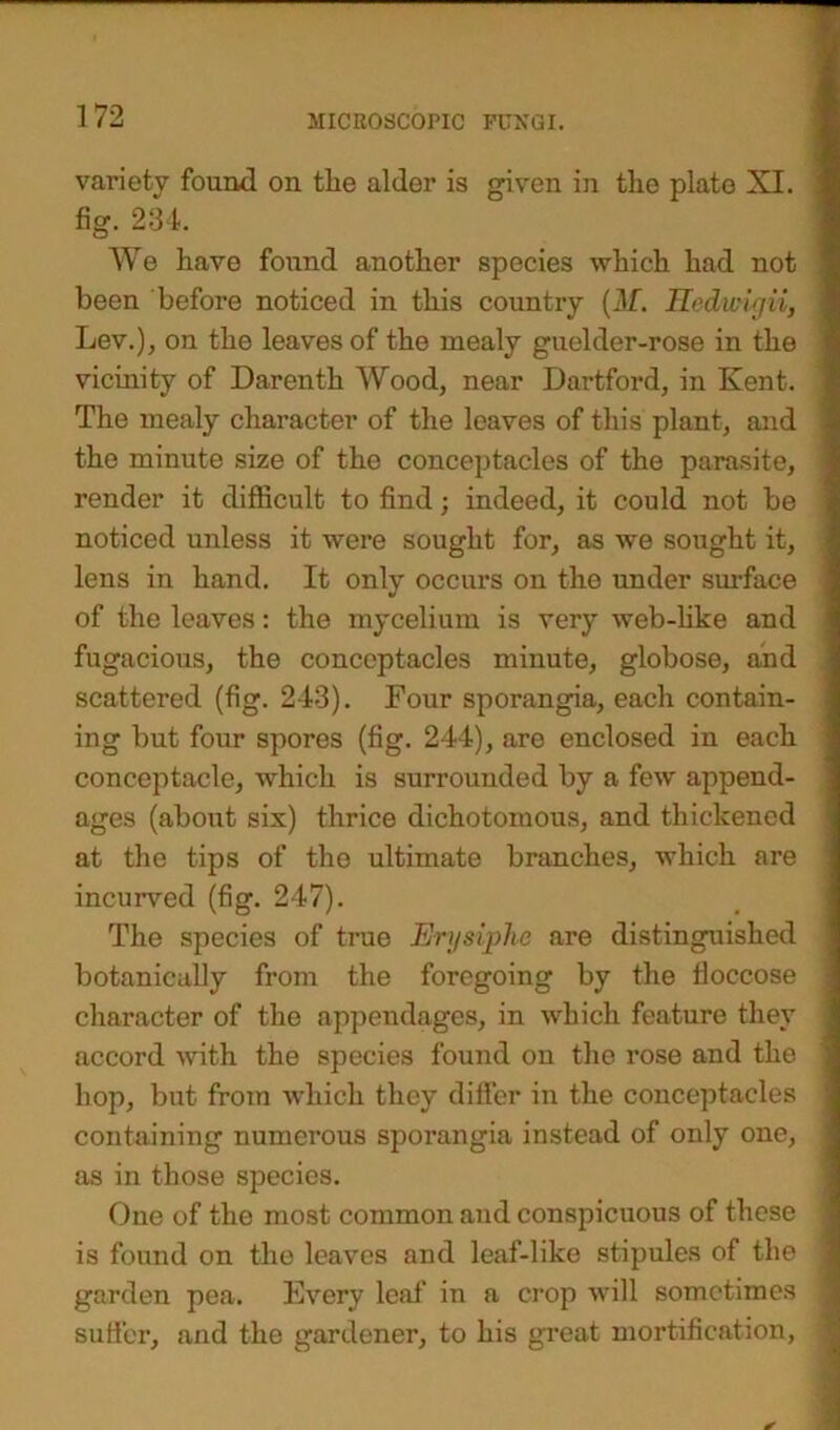 variety found on tlie alder is given in tlie plate XI. fig. 234. We have found another species which had not been before noticed in this country (M. Hedwigii, Lev.), on the leaves of the mealy guelder-rose in the vicinity of Darenth Wood, near Dartford, in Kent. The mealy character of the leaves of this plant, and the minute size of the conceptacles of the parasite, render it difficult to find; indeed, it could not be noticed unless it were sought for, as we sought it, lens in hand. It only occurs on the under sin-face of the leaves: the mycelium is very web-like and fugacious, the conceptacles minute, globose, and scattered (fig. 243). Four sporangia, each contain- ing but four spores (fig. 244), are enclosed in each conceptacle, which is surrounded by a few append- ages (about six) thrice dichotomous, and thickened at the tips of the ultimate branches, which are incurved (fig. 247). The species of true Erysiphe are distinguished botanically from the foregoing by the floccose character of the appendages, in which feature they accord with the species found on the rose and the hop, but from which they differ in the conceptacles containing numerous sporangia instead of only one, as in those species. One of the most common and conspicuous of these is found on the leaves and leaf-like stipules of the garden pea. Every leaf in a crop will sometimes suffer, and the gardener, to his great mortification,