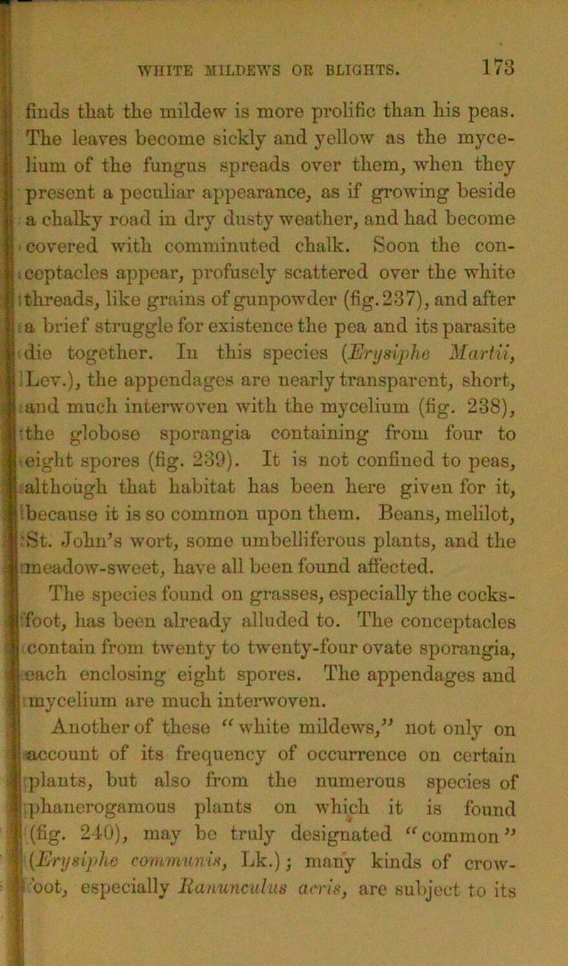 finds that the mildew is more prolific than his peas. The leaves become sickly and yellow as the myce- lium of the fungus spreads over them, when they present a peculiar appearance, as if growing beside a chalky road in dry dusty weather, and had become i covered with comminuted chalk. Soon the con- icoptacles appear, profusely scattered over the white ; threads, like grains of gunpowder (fig. 237), and after a brief struggle for existence the pea and its parasite die together. In this species (Erysiphe Martii, iLev.), the appendages are nearly transparent, short, and much interwoven with the mycelium (fig. 238), •the globose sporangia containing from four to • eight spores (fig. 239). It is not confined to peas, although that habitat has been here given for it, 1 because it is so common upon them. Beans, melilot, ‘St. John’s wort, some umbelliferous plants, and the :meadow-sweet, have all been found affected. The species found on grasses, especially the cocks- foot, has been already alluded to. The conceptacles contain from twenty to twenty-four ovate sporangia, each enclosing eight spores. The appendages and .mycelium are much interwoven. Another of theso “ white mildews,” not only on account of its frequency of occurrence on certain plants, but also from the numerous species of phanerogamous plants on which it is found (fig. 240), may be truly designated “ common ” | (Erydphe communis, Lk.); many kinds of crow- root, especially Ranunculus arris, are subject to its