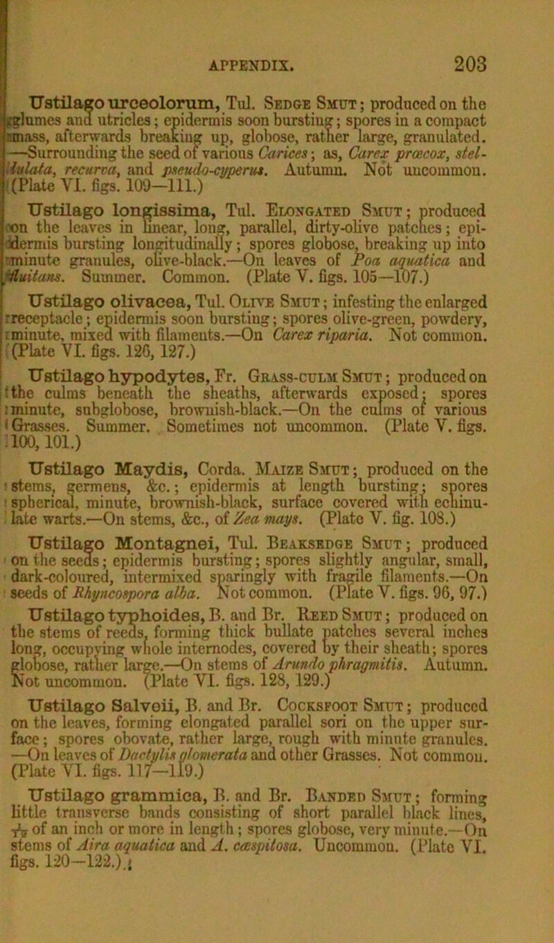 Ustilago urceolorum, Till. Sedge Smut; produced on the flumes and utricles; epidermis soon bursting; spores in a compact nmass, afterwards breaking up, globose, rather large, granulated. —Surrounding the seed of various Carices-, as, Carex prcecox, stel- lulata, recurva, and pseudo-cyperut. Autumn. Not uncommon. (Plate VI. figs. 109-111.) Ustilago longissima, Tul. Elongated Smut; produced on the leaves in linear, long, parallel, dirty-olive patches; epi- idermis bursting longitudinally; spores globose, breaking up into -minute granules, olive-black.—On leaves of Poa aquatica and ;Huitans. Summer. Common. (Plate V. figs. 105—107.) Ustilago olivaeea, Tul. Olive Smut; infesting the enlarged rreceptacle; epidermis soon bursting; spores olive-green, powdery, r minute, mixed with filaments.—On Carex riparia. Not common. (Plate VI. figs. 126,127.) Ustilago hypodytes, Pr. Grass-culm Smut ; produced on :the culms beneath the sheaths, afterwards exposed; spores : minute, subglobose, brownish-black.—On the culms of various I Grasses. Summer. Sometimes not uncommon. (Plate V. figs. :ioo, ioi.) Ustilago Maydis, Corda. Maize Smut ; produced on the • stems, germens, &c.; epidermis at length bursting • spores spherical, minute, brownish-black, surface covered with echinu- late warts.—On stems, &c., of Zea mays. (Plate V. fig. 108.) Ustilago Montagnei, Tul. Beaksedge Smut; produced on the seeds; epidermis bursting; spores slightly angular, small, dark-coloured, intermixed sparingly with fragile filaments.—On ! seeds of Rhyncospora alba. Not common. (Plate V. figs. 96, 97.) Ustilago typhoides, B. and Br. Reed Smut ; produced on the stems of reeds, forming thick bullate patches several inches long, occupying wliole internodes, covered by their sheath; spores globose, rather large.—On stems of Arundo phragmitis. Autumn. Not uncommon. (Plate VI. figs. 128, 129.) Ustilago Salvoii, B. and Br. Cocksfoot Smut ; produced on the leaves, forming elongated parallel sori on the upper sur- face ; spores obovate, rather large, rough with minute granules. —On leaves of Dadylisglomerata and other Grasses. Not common. (Plate VI. figs. 117-119.) Ustilago grammica, B. and Br. Banded Smut ; forming little transverse bands consisting of short parallel black lines, rv of an inch or more in length; spores globose, very minute.—On stems of Air a aquatica and A. ccespitosa. Uncommon. (Plate VI. figs. 120—122.),*