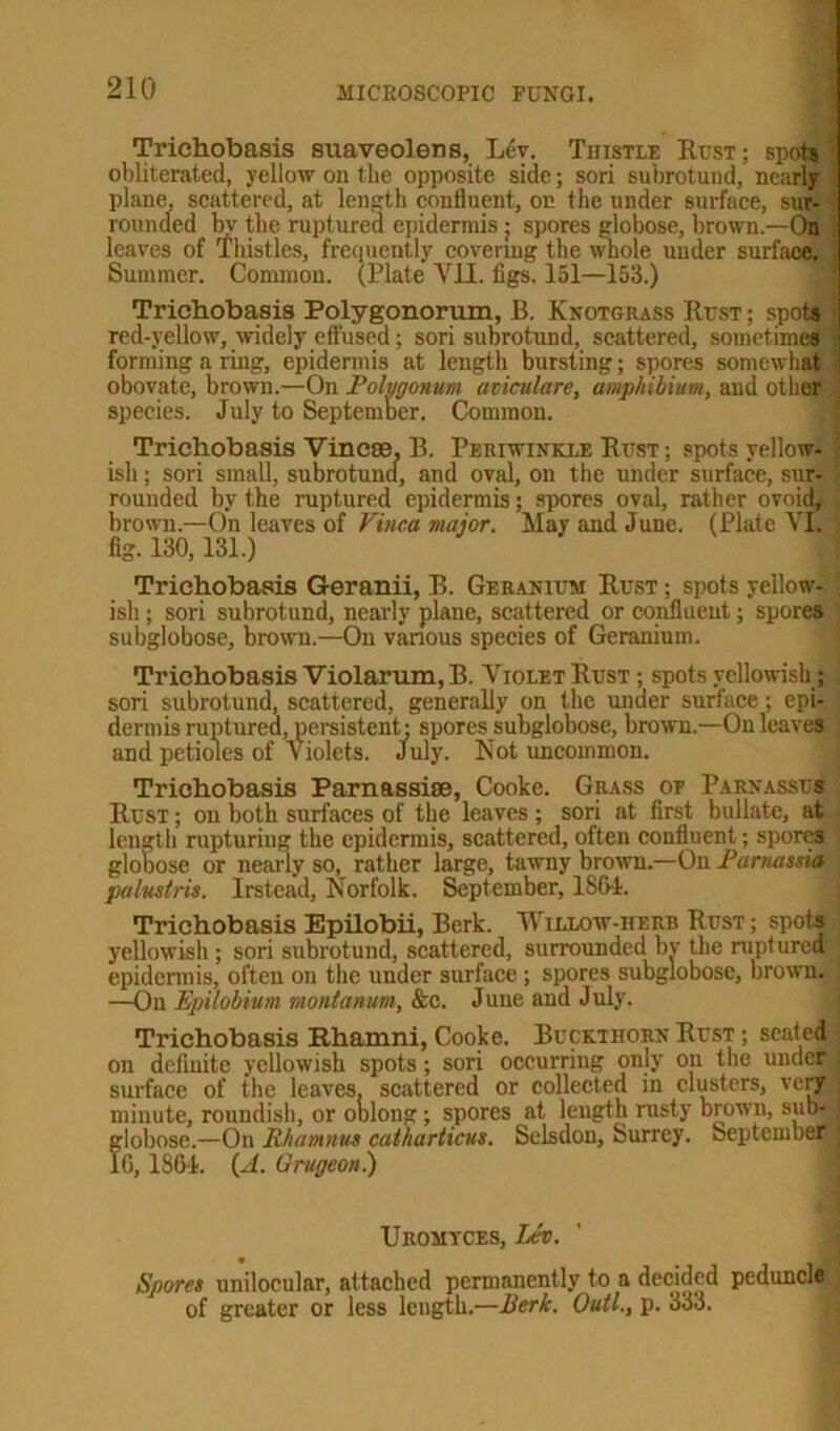 Trichobasis suaveolens, Lev. Tiiistie Rust; spot* obliterated, yellow on the opposite side; sori subrotund, nearly plane, scattered, at length confluent, on the under surface, sur- rounded by the ruptured epidermis; spores globose, brown.—On leaves of Thistles, frequently covering the whole under surface. Summer. Common. (Plate’ VII. figs. 151—153.) Trichobasis Polygonorurn, B. Knotgrass Rust ; spots > red-yellow, widely effused; sori subrotund, scattered, sometimes forming a ring, epidermis at length bursting; spores somewhat obovate, brown.—On Polygonum aviculare, amphibium, and other j species. July to September. Common. Trichobasis Vincoe. B. Periwinkle Rust ; spots yellow- ish ; sori small, subrotund, and oval, on the under surface, sur- rounded by the ruptured epidermis; spores oval, rather ovoid, brown.—On leaves of Vinca major. May and June. (Plate VI. fig. 130,131.) Trichobasis Geranii, B. Geranium Rust ; spots yellow- ish ; sori subrotund, nearly plane, scattered or confluent; spores subglobose, brown.—On various species of Geranium. Trichobasis Violarum, B. Violet Rust ; spots yellowish; sori subrotund, scattered, generally on the under surface; epi- dermis ruptured, persistent • spores subglobose, brown.—On leaves and petioles of Violets. July. Not uncommon. Trichobasis Parnassiae, Cooke. Grass ot Parnassus Rust ; on both surfaces of the leaves ; sori at first bullate, at length rupturing the epidermis, scattered, often confluent; spores globose or nearly so, rather large, tawny brown.—On Parnassia palustris. Irstead, Norfolk. September, 1864. Trichobasis Epilobii, Berk. Willow-herb Rust ; spots yellowish ; sori subrotund, scattered, surrounded by the ruptured j epidermis, often on the under surface ; spores subglobose, brown. —On Epilobium montamm, &c. June and July. Trichobasis Rhamni, Cooke. Buckthorn Rust ; seated on definite yellowish spots; sori occurring only on the under surface of the leaves, scattered or collected in clusters, very minute, roundish, or oblong; spores at length rusty brown, sub- globose.—On Rlwmnus catharticus. Sclsdou, Surrey. September! 16, 1864. (A. Grugeon.) Uromyces, Lev. Spores unilocular, attached permanently to a decided peduncle of greater or less length.—Berk. Outl., p. 333.