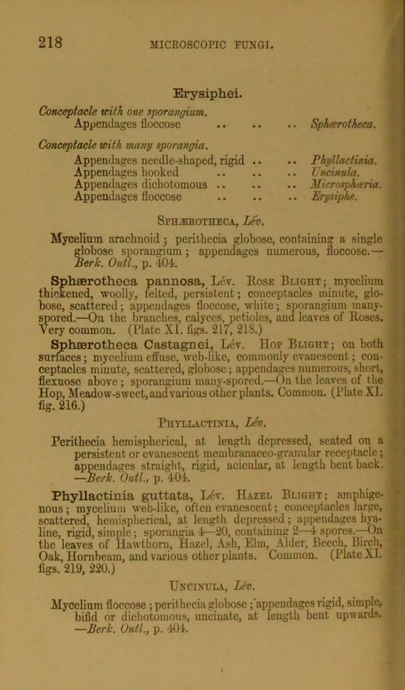 Erysiphei. Conceptacle with one sporangium. Apxjendages floccose Conceptacle with many sporangia. Appendages needle-shaped, rigid Appendages hooked Appendages dichotomous .. Appendages floccose .. Spharo theca. .. Phyllactinia. .. Uncinula. .. Microsptueria. .. Erysiphe. Sph.erotheca, Lev. Mycelium arachnoid j peritliecia globose, containing a single globose sporangium; appendages numerous, floccose.— Berk. Outl., p. 404. Sphserotheca pannosa, Lev. Lose Blight ; mycelium thickened, woolly, felted, persistent; conceptacles minute, glo- bose, scattered; appendages floccose, white; sporangium many- spored.—On the branches, calyces, petioles, and leaves of Roses. Very common. (Plate XL figs. 217, 218.) Sphaerotheca Castagnei, Lev. Hop Blight; on both surfaces; mycelium effuse, web-like, commonly evanescent; con- ceptacles minute, scattered, globose; appendages numerous, short, flexuose above; sporangium many-spored.—On the leaves of the Hop, Meadow-sweet,andvarious other plants. Common. (Plate XL fig. 216.) Phyllactinia, Lev. Peritliecia hemispherical, at length depressed, seated on a persistent or evanescent membranaceo-granular receptacle; appendages straight, rigid, acicular, at length bent back. —Berk. Outl., p. 401. PhyUactinia guttata, Lev. Hazel Blight; amphige- nous; mycelium web-like, often evaucscent; conceptacles large, scattered, hemispherical, at length depressed; appendages hya- line, rigid, simple; sporangia 4—20, containing 2—4 spores.—On the leaves of Hawthorn, Hazel, Ash, Elm, Alder, Beech, Birch, Oak, Hornbeam, and various other plants. Common. (Plate XL figs. 219, 220.) Uncinula, Lev. Mycelium floccose ; peri) hecia globose ;’appendages rigid, simple, bifid or dichotomous, uucinate, at length bent upwards. —Berk. Outl., p. -104.