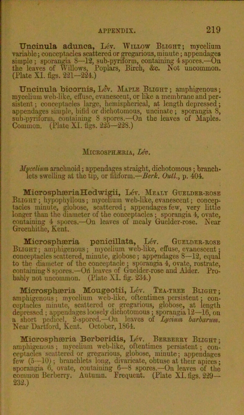 Uncinula adunca, Lev. Willow Blight; mycelium variable; conceptacles scattered or gregarious, minute; appendages simple ; sporangia 8—12, sub-pyriform, containing 4 spores.—On the leaves of Willows, Poplars, Birch, &c. Lot uncommon. (Plate XI. figs. 221-224.) Uncinula bieornis, Lev. Maple Blight ; amphigenous; mycelium web-like, effuse, evanescent, or like a membrane and per- sistent ; conceptacles large, hemispherical, at length depressed; appendages simple, bifid or dichotomous, uncinate ; sporangia 8, sub-pyriform, containing 8 spores.—On the leaves of Maples. Common. (Plate XI. figs. 225—228.) Microsphjsria, Lev. Mycelium arachnoid; appendages straight, dichotomous; branch- lets swelling at the tip, or filiform.—Berk. Oull., p. 404. MicrosphseriaHedwigii, Ldv. Mealy Guelder-rose Blight ; hypophyllous; mycelium web-like, evanescent; concep- tacles minute, globose, scattered; appendages few, very little longer thau the diameter of the conceptacles; sporangia 4, ovate, containing 4 spores.—On leaves of mealy Guelder-rose. Near Grceuhithe, Kent. Microsphaeria penicillata, Lev. Guelder-rose Blight; amphigenous; mycelium web-like, effuse, evanescent: conceptacles scattered, minute, globose; appendages 8—12, equal to the diameter of the couceptacle; sporangia 4, ovate, rostrate, containing 8 spores.—Ort leaves of Guelder-rose and Alder. Pro- bably not uncommon. (Plate XI. fig. 234.) Microsphaeria Mougeotii, Lev. Tea-tree Blight; amphigenous ; mycelium web-like, oftentimes persistent• con- ceptacles minute, scattered or gregarious, globose, at length depressed; appendages loosely dichotomous ; sporangia 12—16, on a short pedicel, 2-spored.—On leaves of Lycium barbarum. Near Dartford, Kent. October, 1864. Microsphaeria Berberidis, Lev. Berberry Blight; amphigenous; mycelium web-like, oftentimes persistent; con- ceptacles scattered or gregarious, globose, minute; appendages few (5—10); brauchlcts long, divaricate, obtuse at their apices; sporangia o, ovate, containing 6—8 spores.—On leaves of the common Berberry. Autumn. Prcquent. (Plate XI. figs. 229— 232.)