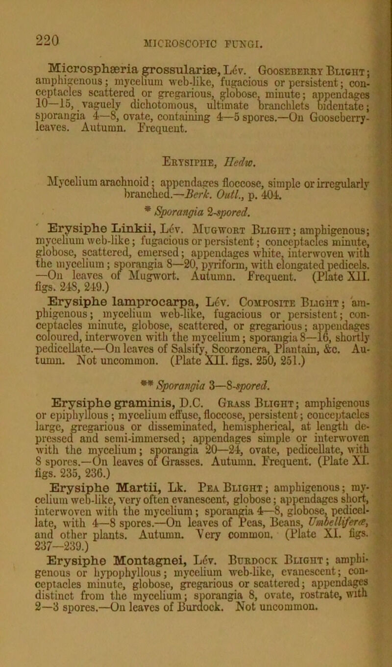 Microsphaeria grossularioe, Lev. Gooseberry Blight ; amphisenous; mycelium web-like, fugacious or persistent; con- ceptacles scattered or gregarious, globose, minute; appendages 10—15, vaguely dichotomous, ultimate branchlets bidentate; sporangia 4—8, ovate, containing 4—5 spores.—On Gooseberry- leaves. Autumn. Frequent. ERYsirnE, Iledw. Mycelium arachnoid; appendages floccosc, simple or irregularly branched.—Berk. Outl., p. 404. * Sporangia Ispored. Erysiphe Linkii, Lev. Mug wort Blight; amphigenous; mycelium web-like; fugacious or persistent; conceptacles minute, globose, scattered, emersed; appendages white, interwoven with the mycelium ; sporangia 8—20, pyriform, with elongated pedicels. —On leaves of Mugwort. Autumn. Frequent. (Plate XII. figs. 248, 249.) Erysiphe lamprocarpa, Lev. Composite Blight ; am- phigenous; mycelium web-like, fugacious or persistent; con- . ceptacles minute, globpse, scattered, or gregarious; appendages coloured, interwoven with the mycelium; sporangia8—16, shortly pedicellate.—On leaves of Salsify, Scorzonera, Plantain, &c. Au- tumn. Not uncommon. (Plate XII. figs. 250, 251.) ** Sporangia 3—8 spared. Erysiphe graminis, D.C. Grass Blight; amphigenous or epiphyllous ; mycelium effuse, floccose, persistent; conceptacles large, gregarious or disseminated, hemispherical, at length de- pressed and semi-immersed; appendages simple or interwoven with the mycelium; sporangia 20—24, ovate, pedicellate, with 8 spores.—On leaves of Grasses. Autumn. Frequent. (Plate XI. figs. 235, 236.) Erysiphe Martii, Lk. Pea Blight ; amphigenous; my- celium web-like, very often evanescent, globose; appendages short, interwoven with the mycelium ; sporangia 4—8, globose, pedicel- late, with 4—8 spores.—On leaves of Peas, Beans, Umoelliferee, and other plants. Autumn. Very common. (Plate XI. figs. 237—239.) Erysiphe Montagnei, Lev. Burdock Blight; amphi- genous or hypophyllous; mycelium web-like, evanescent; con- ceptacles minute, globose, gregarious or scattered; appendages distinct from the mycelium; sporangia^ 8, ovate, rostrate, with 2—3 spores.—On leaves of Burdock. Not uncommon.