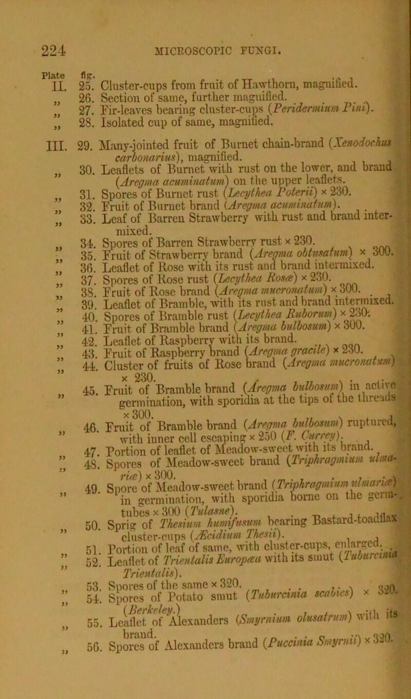 ate mj. # i II. 25. Cluster-cups from fruit of Hawthorn, magnified. „ 26. Section of same, further magnified. „ 27. Fir-leaves bearing cluster-cups (Peridermium Pun). „ 28. Isolated cnp of same, magnified. III. 99 99 » 99 99 99 99 99 99 99 99 99 99 99 99 99 99 99 99 99 99 99 99 99 99 99 29. Many-iointed fruit of Burnet chain-brand (Xenodochus carbonarius), magnified. 30. Leaflets of Burnet with rust on the lower, and brand (Aregma acuminatum) on the upper leaflets. 31. Spores of Burnet rust (Lecythea Poterii) x 230. 32. Fruit of Burnet brand (Arcgma acuminatum). 33. Leaf of Barren Strawberry with rust and brand inter- mixed. 31. Spores of Barren Strawberry rust x 230. 35. Fruit of Strawberry brand (Areama obtusatum) x 300. 36. Leaflet of Rose with its rust and brand mtermixed. 37. Spores of Rose rust (Lecythea Rosa) x 230. 3S Fruit of Rose brand (Aregma mucrowtum)x &W>. _ 39 Leaflet of Bramble, with its rust and brand intermixed. 40 Spores of Bramble rust (Lecythea Ruborum) >: 230; 41. Fruit of Bramble brand (Aregma bulbosum) x 300. 4-2. Leaflet of Raspberry with its brand. 43 Fruit of Raspberry brand (Aregma gracile) x 230. 44. Cluster of fruits of Rose brand (Aregma mucronatum) x 230. . 2 45. Fruit of Bramble brand (.Aregma bulbosum) in active germination, with sporidia at the tips ol the threads 46 Fruit of Bramble brand (Aregma bulbosum) ruptured, with iuner cell escaping x 250 (F. Currey). 47. Portion of leaflet of Meadow-sweet with its brand. 48. Spores of Meadow-sweet brand (l'nphragmium ulma- tt. Spore of Meadow-sweet brand (Triphragmlumulmarim) in germination, with sporidia borne on the geim-„ tubes x 300 (Tulasne). . _ , , . nfl4T 50. Sprig of Thesium hunnfusum bearing Bastard-toadflax cluster-cups (/Ecidium Thesii). 51. Portion of leaf of same, with chister-cups en a^ed 52. Leaflet of Trientalis Europtea with its smut (luburcuM* Trientalis). 53. Spores of the same x 320 . . o.2n 54. Spores of Potato smut (Tuburcima scabies) x 320| 55. Leaflet^Alexanders (Smyrnium olusatrum) with it»| 56. Spores of Alexanders brand (Puccinia Smyrnii) x 320.