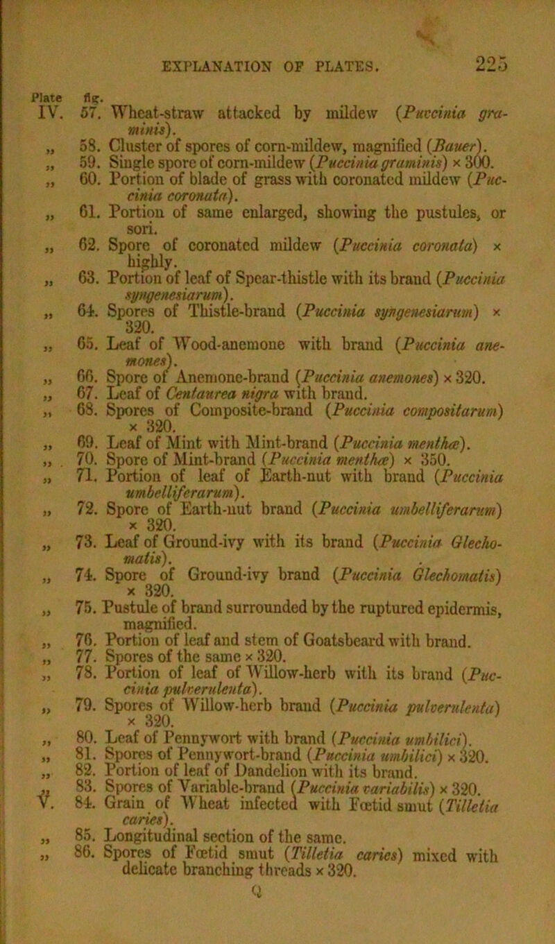Plate IV. yy yy yy yy yy yy yy yy yy yy yy yy yy . yy yy yy yy yy yy yy yy yy yy yy yy f. yy yy 57. Wheat-straw attacked by mildew (Pactinia gra- mitiii). 58. Cluster of spores of corn-mildew, magnified {Bauer). 59. Single spore of corn-mildew (Puecinia graminis) x 300. 60. Portion of blade of grass with coronated mildew {Puc- cinia coronata). 61. Portion of same enlarged, showing the pustules, or sori. 62. Spore of coronated mildew {Puecinia coronata) x highly. 63. Portion of leaf of Spear-thistle with its brand {Puecinia syngenesiarum). 64. Spores of Thistle-brand {Puecinia syngenesiarum) x 320. 65. Leaf of Wood-anemone with brand {Puecinia ane- mones). 66. Spore of Anemone-brand (Puecinia anemones) x 320. 67. Leaf of Centaurea nigra with brand. 68. Spores of Composite-brand {Puecinia compositarum) x 320. 69. Leaf of Mint with Mint-brand {Puecinia mentha). 70. Spore of Mint-brand (Puecinia menthee) x 350. 71. Portion of leaf of Earth-nut with brand {Puecinia umbellifcrarum). 72. Spore of Earth-nut brand {Puecinia umbelliferarum) x 320. 73. Leaf of Ground-ivy with its brand {Puecinia Glecho- 74. Snore of Ground-ivy brand {Puecinia Glechomatis) ‘ x 320. 75. Pustule of brand surrounded by the ruptured epidermis, magnified. 76. Portion of leaf and stem of Goatsbeard with brand. 77. Spores of the same x 320. 78. Portion of leaf of Willow-herb with its brand {Puc- cinia pulreruleuta). 79. Spores of Willow-herb brand {Puecinia pulverulenta) x 320. 80. Leaf of Pennywort with brand {Puecinia umbilici). 81. Spores of Pennywort-brand {Puecinia umbilici) x 320. 82. Portion of leaf of Dandelion with its brand. 83. Spores of Variable-brand (Puecinia mriabilis) x 320. 84. Grain of Wheat infected with Fcetid smut {Tilletia caries). 85. Longitudinal section of the same. 86. Spores of Foetid smut {Tilletia caries) mixed with delicate branching threads x 320. Q