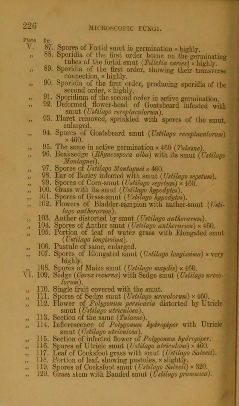 Plate fie. V. 87. Spores of Beet id smut in germination x highly. » SS. Sporidia ot the first order borne on the germinatin'* tubes of the fcetid smut (Tilletia caries) x highly. „ 89. Sporidia of the first order, showing their transverse connection, x highly. „ 90. Sporidia of the first order, producing sporidia of the second order, x highly. j> 91. Sporidium of the second order in active germination. „ 92. Deformed flower-head of Goatsbeard infested with smut (Ustilago reccptaculorvm). „ 93. Bloret removed, sprinkled with spores of the smut, enlarged. „ 94. Spores ot Goatsbeard smut (Ustilago rcceptacidorum) „ 95. The same in active germination x 460 (Tulasne). „ 96. Beaksedgc (llhyncospora alba) with its smut (Ustilago Montagnei). „ 97. Spores of Ustilago Montagnei x 460. „ 98. Ear of Barley infected with smut (Ustilago segetum). „ 99. Spores of Corn-smut (Ustilago segetum) x 460. „ 100. Grass with its smut (Ustilago hmodytes). „ 101. Spores of Grass-smut (Ustilago nypodytes). „ 102. Blowers of Bladder-campion with anther-smut (Usti- lago antherarum). „ 103. Anther distorted by smut (Ustilago antherarum). „ 104. Spores of Anther smut (Ustilago antherarum) x 460. „ 105. Portion of leaf of water grass with Elongated smut (Ustilago lovgissima). „ 106. Pustule of same, enlarged. „ 107. Spores of Elongated smut (Ustilago longissima) x very highly. „ 108. Spores of Maize smut (Ustilago maydis) x 460. VI. 109. Sedge (Carex recurta) with Sedge smut {Ustilago urceo- lorum). „ 110. Single fruit covered with the smut. „ 111. Spores of Sedge smut (Ustilago urceolorum) x 460. „ 112. Blower of Polygonum persicaria distorted by Utricle smut (Ustilago utriculosa). „ 113. Section of the same (Tulasne). „ 114. Inflorescence of Polygonum hydropiper with Utricle smut (Ustilago utriculosa). „ 115. Section of infected flower of Polygonum hydropiper. „ 116. Spores of Utricle smut (Ustilago utriculosa) x 460. 117. Leaf of Cocksfoot grass with smut (Ustilago Salceii). „ 118. Portion of leaf, showing pustules, x slightly. „ 119. Spores of Cocksfoot smut (Ustilago 6'alveii) x 320. „ 120. Grass stem with Banded smut (6stilagogramnaca).