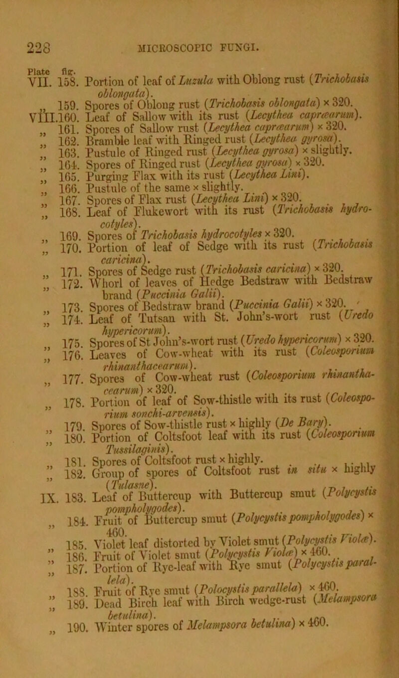 Plate VII. fie- 158. viii 159. .160. 161. 162. 163. 164. 165. 166. 167. 108. Portion of leaf of Luzula with Oblong rust (Trichobasis oblongata). Spores of Oblong rust (Trichobasis oblongata) * 320. Leaf of Sallow with its rust (Lecythea canraarum). Spores of Sallow rust (Lecythea caprtcarum) x 320. Bramble leaf with Ringed rust (Lecythea gyrosa). Pustule”of Ringed rust (Lecythea gyrosa) x slightly. [Lecythea gyrosa) x 320. Spores of Ringed rust (L..,..— - Purging Plax with its rust (Lecythea Lmi). Pustule of the same x slightly. Spores of Flax rust (Lecythea Lini) x 320. Leaf of Flukewort with its rust (Trichobasis hydro- cotyles) of 169. Spores of Trichobasis hydrocotyles x 320. 170.   ' ’ M “ 1 ““ Portion of leaf of Sedge with its rust (Trichobasis 171. 172. 173. 171. 175. 176. 177. 17S. 179. 180. 181. 182. IX. 183. 184 185. 186. 187. 188. 189. 190. caricina). . . Spores of Sedge rust (Trichobasis canctm) * 320. Whorl of leaves of Hedge Bedstraw with Bedstraw brand (Pucdnia Galii). . Spores of Bedstraw brand (Pucctnia Gain) x 320. - Leaf of Tutsan with St. John’s-wort rust (Lredo Spores ofbT John’s-wort rust (Uredo hyperkorttm) x 320. Leaves of Cow-wheat with its rust (Coleosporium rhinanthacearum). . Spores of Cow-wheat rust (Coleosporium rhinantka- ceamm) x320. . , , Portion of leaf of Sow-thistle with its rust (Coleospo- rium sonchi-arvensis). Spores of Sow-thistle rust x highly (Be Bary). Portion of Coltsfoot leaf with its rust (Coleosporium Tussilaginis). Spores of Coltsfoot rust x highly. . . Group of spores of Coltsfoot rust in situ x highly Leaf ^Buttercup with Buttercup smut (Polycystis . Fnd^o^ Buttercup smut (Polycystis pompholygodes) x too Violet'leaf distorted by Violet smut (^Polycystis Viola). Fruit of Violet smut (Polycystis V*ola)x 460. Portion of Rye-leaf with Rye smut (Polycystis paral- FruUof Rve smut (Polocystis parallels) x 460. Dead Birch leaf with Birch wedge-rust (Melampsora Whiter spores of Melampsora betulina) x 460.