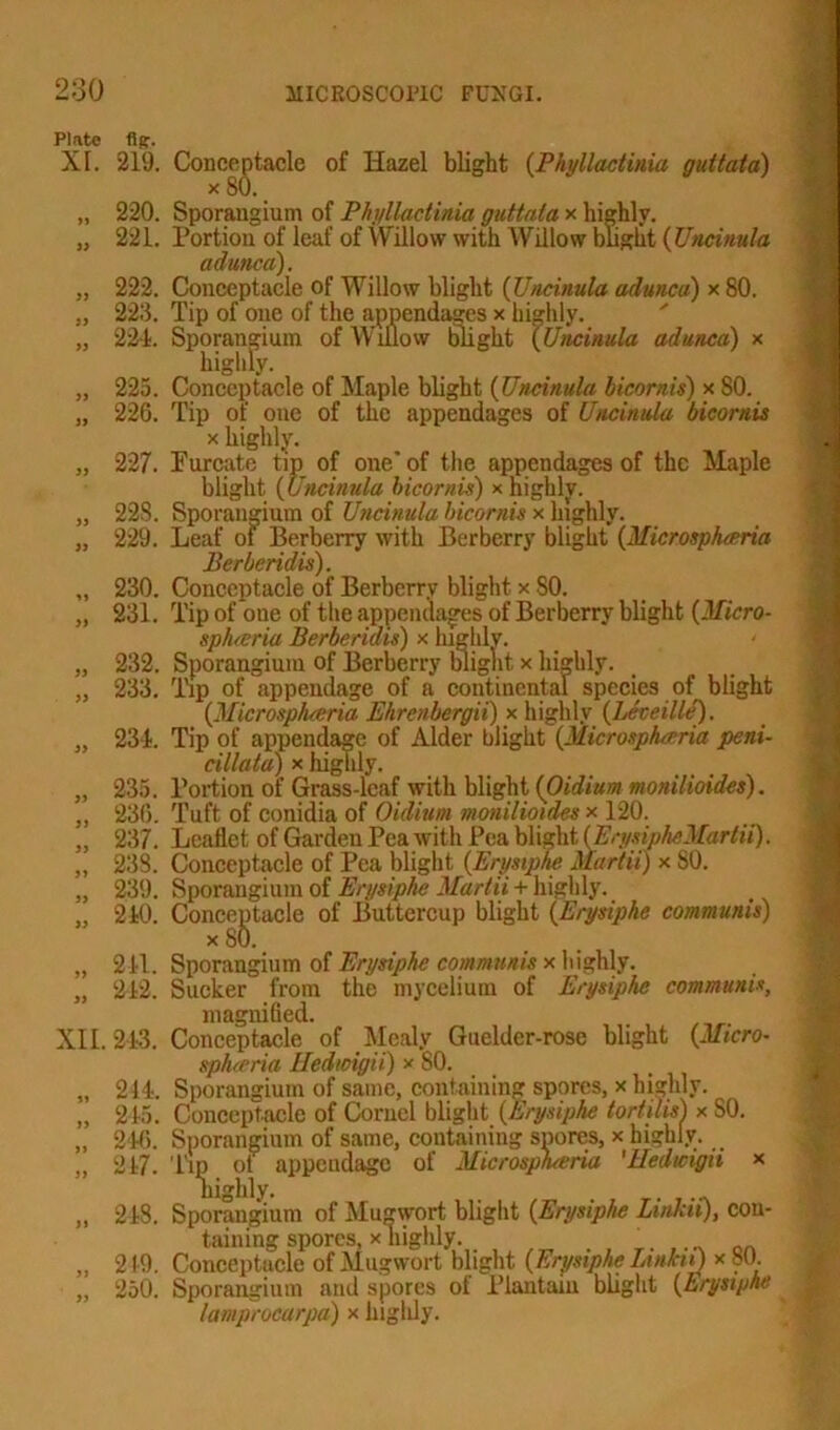 Plate fig-. XI. 219. Conceptacle of Hazel blight (Phyllactinia guttata) „ 220. Sporangium of Phyllactinia guttata x highly. „ 221. Portion of leaf of Willow with Willow blight (Uncinula adunca). „ 222. Conceptacle of Willow blight (Uncinula adunca) x 80. „ 223. Tip of one of the appendages x highly. „ 221. Sporangium of Willow blight (Uncinula adunca) x highly. „ 225. Conceptacle of Maple blight (Uncinula bicornis) x SO. „ 226. Tip of one of the appendages of Uncinula bicornis x highly. „ 227. Furcate tip of one' of the appendages of the Maple blight (Uncinula bicornis) x highly. „ 22S. Sporangium of Uncinula bicornis x highly. „ 229. Leaf of Berberry with Berberry blight (Microsplueria Berberidis). „ 230. Conceptacle of Berberry blight x 80. „ 231. Tip of one of the appendages of Berberry blight (Micro- spfueria Berberidis) x highly. „ 232. Sporangium of Berberry blight x highly. „ 233. Tip of appendage of a continental species of blight (Microsplueria Ehrenbergii) x highly (Leveille). „ 231. Tip of appendage of Alder blight (Microsplueria peni- cillata) x higlily. „ 235. Portion of Grass-leaf with blight (Oidium monilioides). „ 236. Tuft of conidia of Oidium monilioides x 120. „ 237. Leaflet of Garden Pea with Pea blight (ErysipheMartii). „ 238. Conceptacle of Pea blight (Erysiphe Martii) x 80. „ 239. Sporangium of Erysiphe Martii + highly. „ 210. Conceptacle of Buttercup blight (Erysiphe communis) „ 211. Sporangium of Erysiphe communis x highly. „ 212. Sucker from the mycelium of Erysiphe communis, magnified. XII. 213. Conceptacle of Mealy Guelder-rose blight (Micro■ splueria Hedwigii) x 80. „ 211. Sporangium of same, containing spores, x highly. „ 215. Conceptacle of Cornel blight (Erysiphe tortilis) x SO. „ 216. Sporangium of same, containing spores, x highly. . „ 217. Up of appendage of Microsplueria 'Uedwigii x highly. „ 218. Sporangium of Mu;nyort blight (Erysiphe Linldi), con- taining spores, x highly. _ „ 219. Conceptacle of Mugwort blight (Erysiphe Linkii) x 80. „ 250. Sporangium and spores ot Plantain blight (Erysiphe lamprocarpa) x higlily.