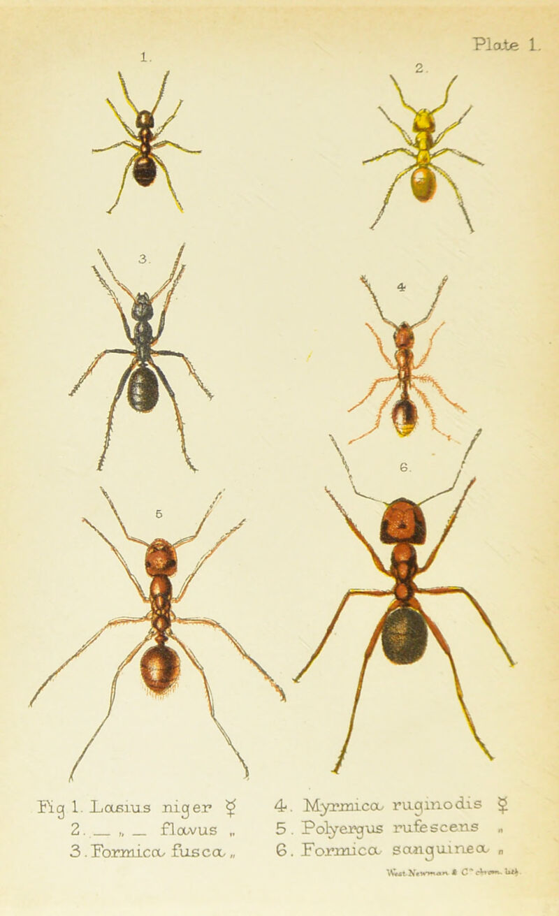 Plo-te 1. Pig 1. LiCxbius niger ^ 2. „ _ floovus „ 3. Formica, fus coc, „ 4. Myrmica, raqinodis £ 5. Poly erg us rufesceus „ 6. Formica saaqmneoi „ 6 C~ cVr^n. Uli