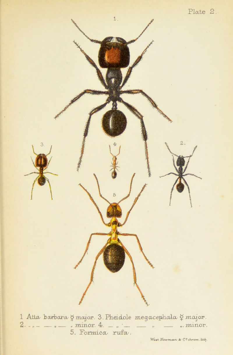 1 Alla b arbor a jjS major. 3. PheioLole me g ac ephala ^ major. 2. - — „— . minor. 4. _ „ ' „ — minor. 5. Formic co rufa/. Wmmb Mr C? ekronx-. lU)j.